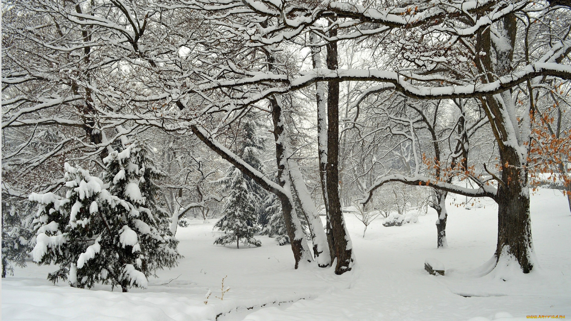 природа, зима, парк, мороз, снег, деревья