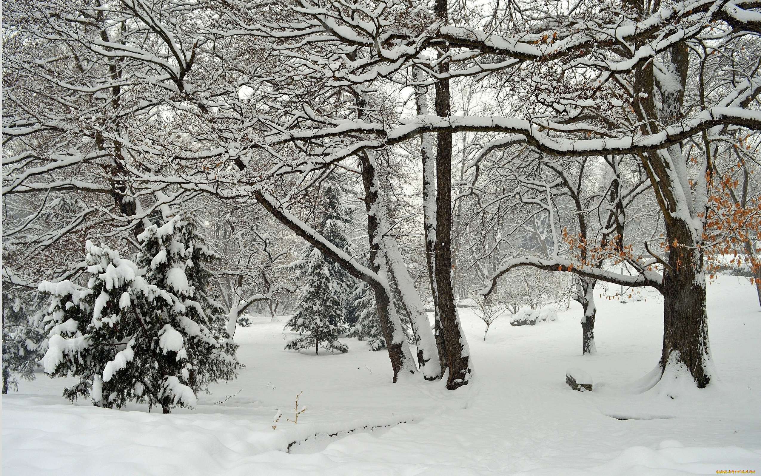 природа, зима, парк, мороз, снег, деревья