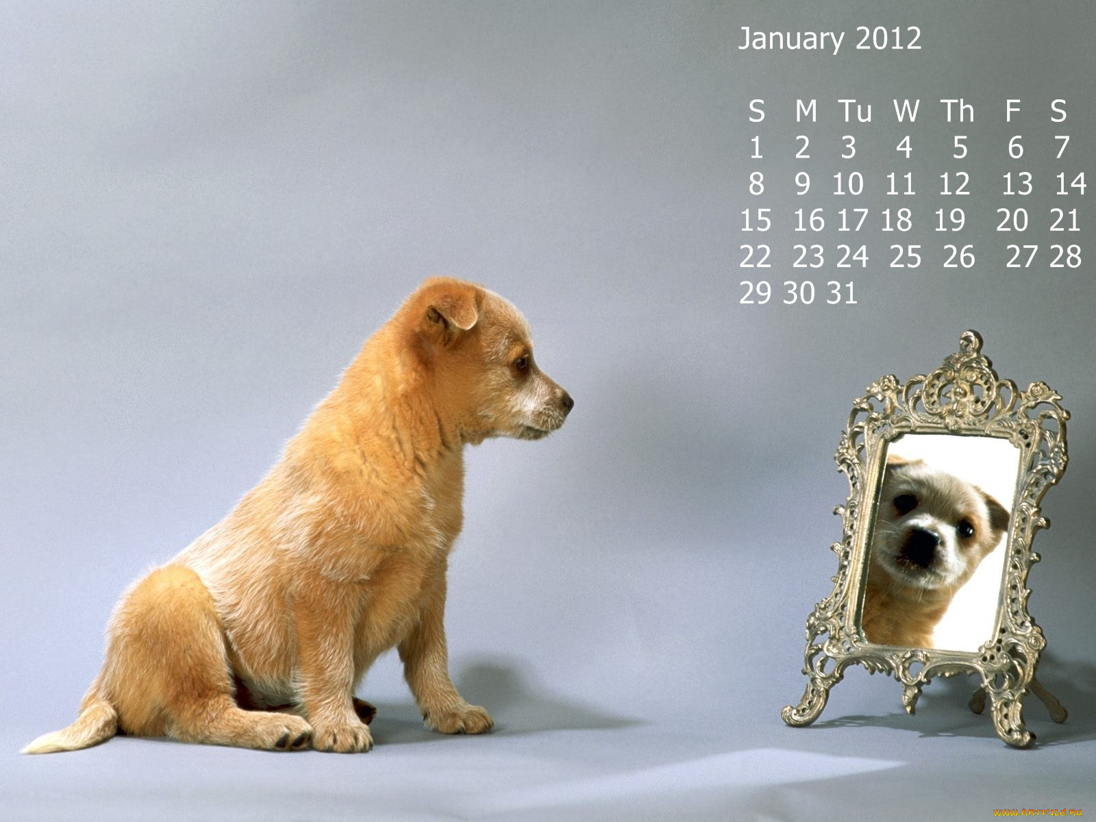 календари, животные, зеркало, собака