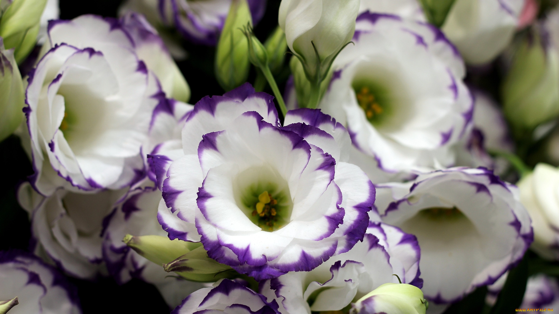 цветы, эустома, белый, много, фиолетовый