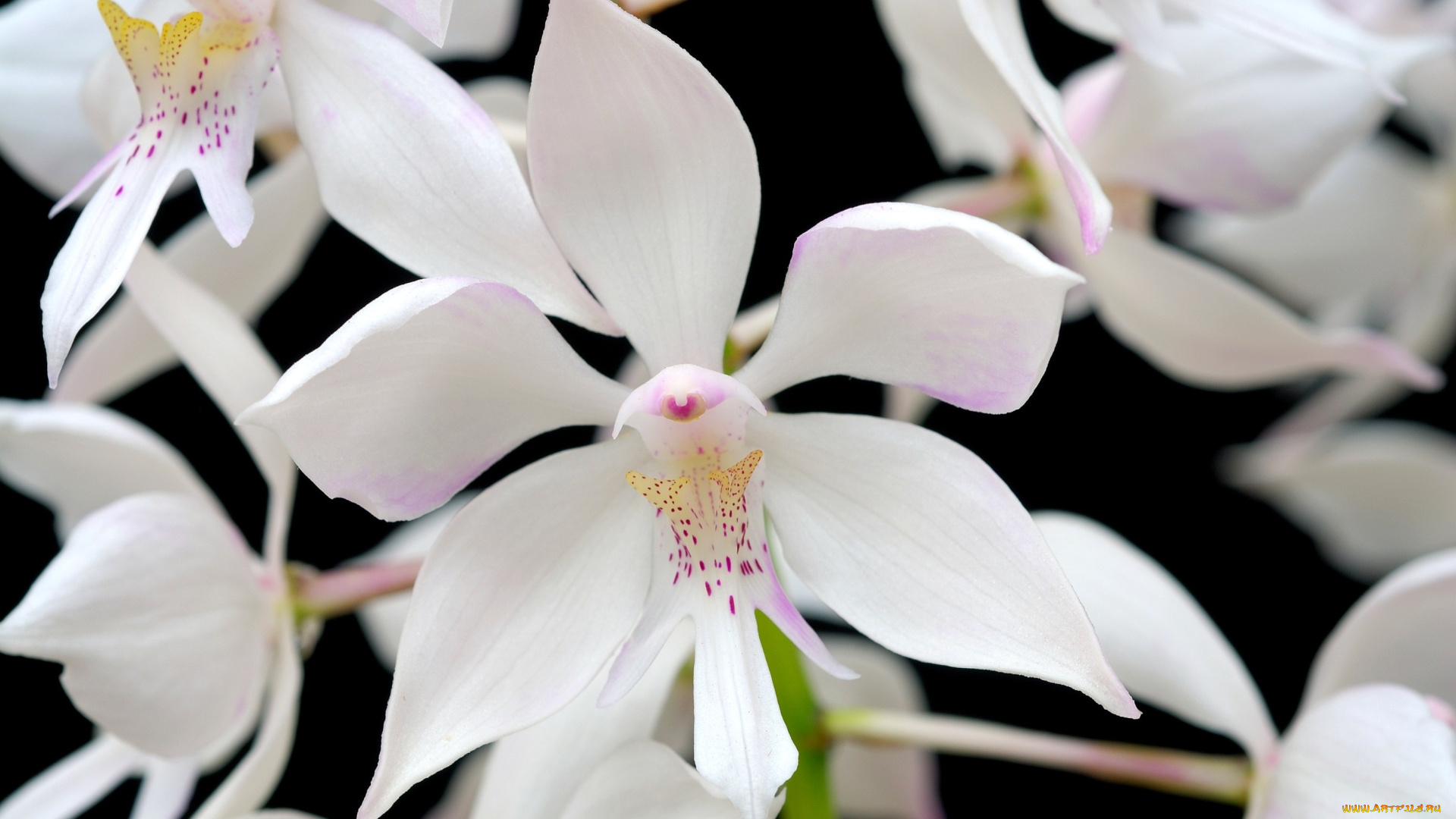 цветы, орхидеи, много, белый