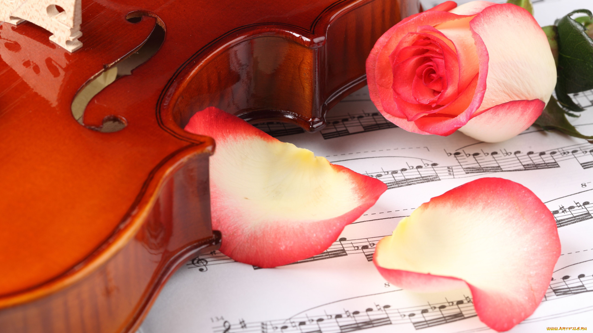 музыка, музыкальные, инструменты, скрипка, цветок, роза, ноты