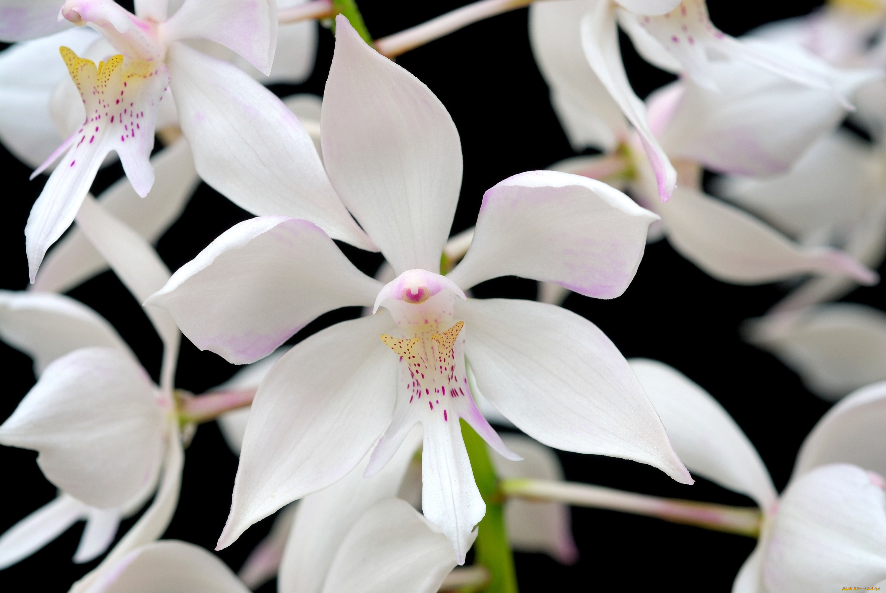 цветы, орхидеи, много, белый