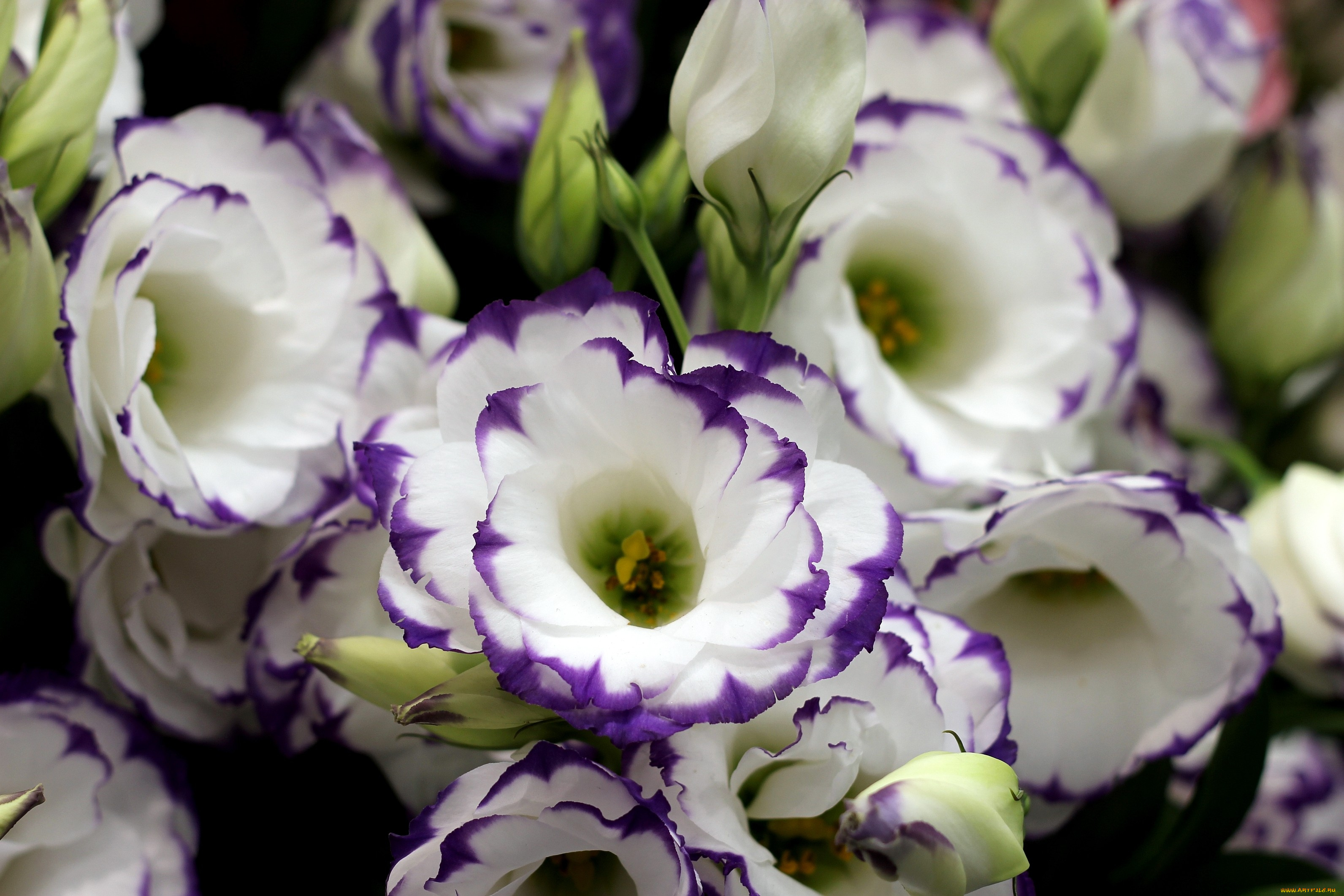 цветы, эустома, белый, много, фиолетовый