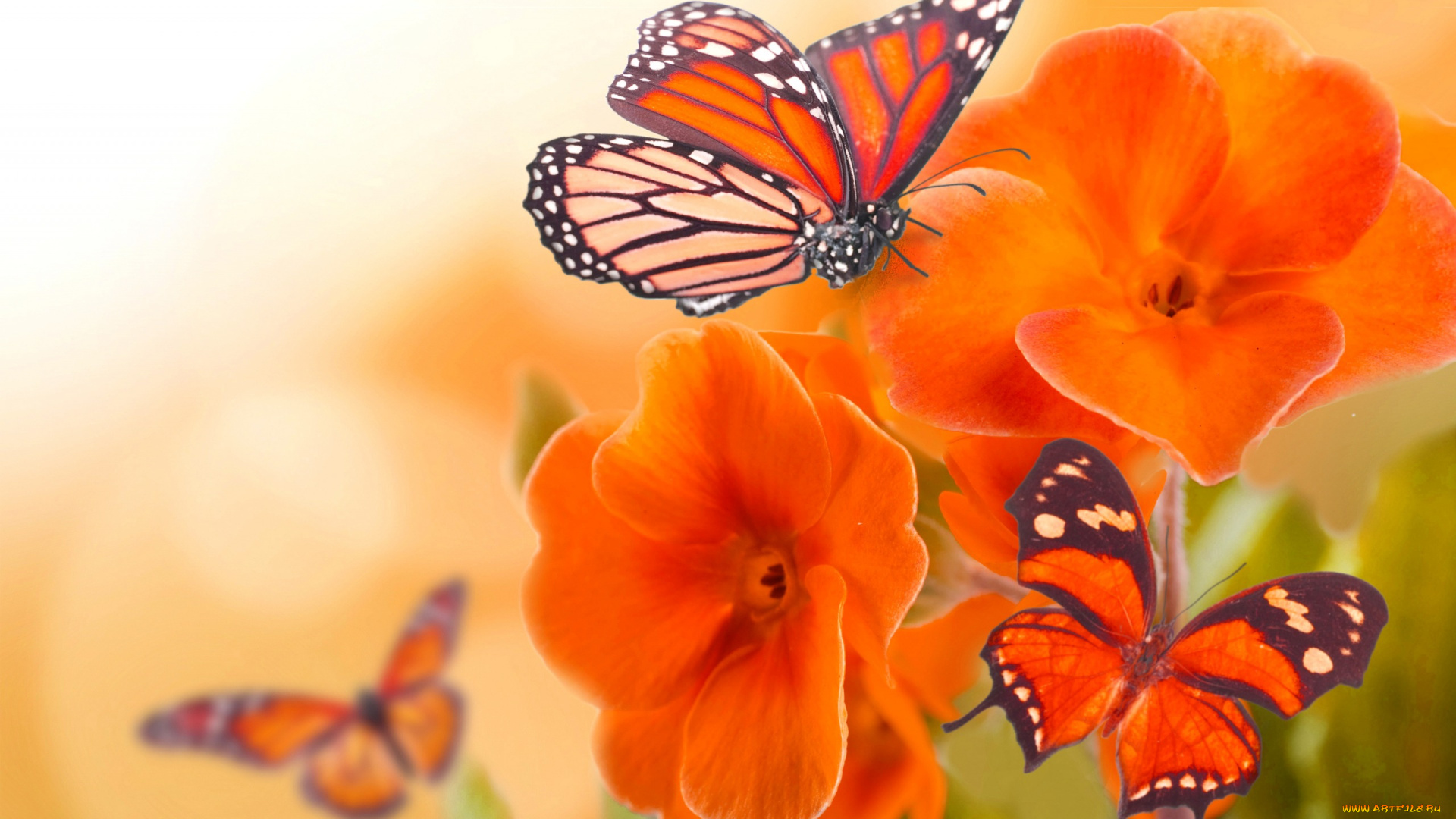 животные, бабочки, , мотыльки, , моли, бабочка, цветы, природа, коллаж