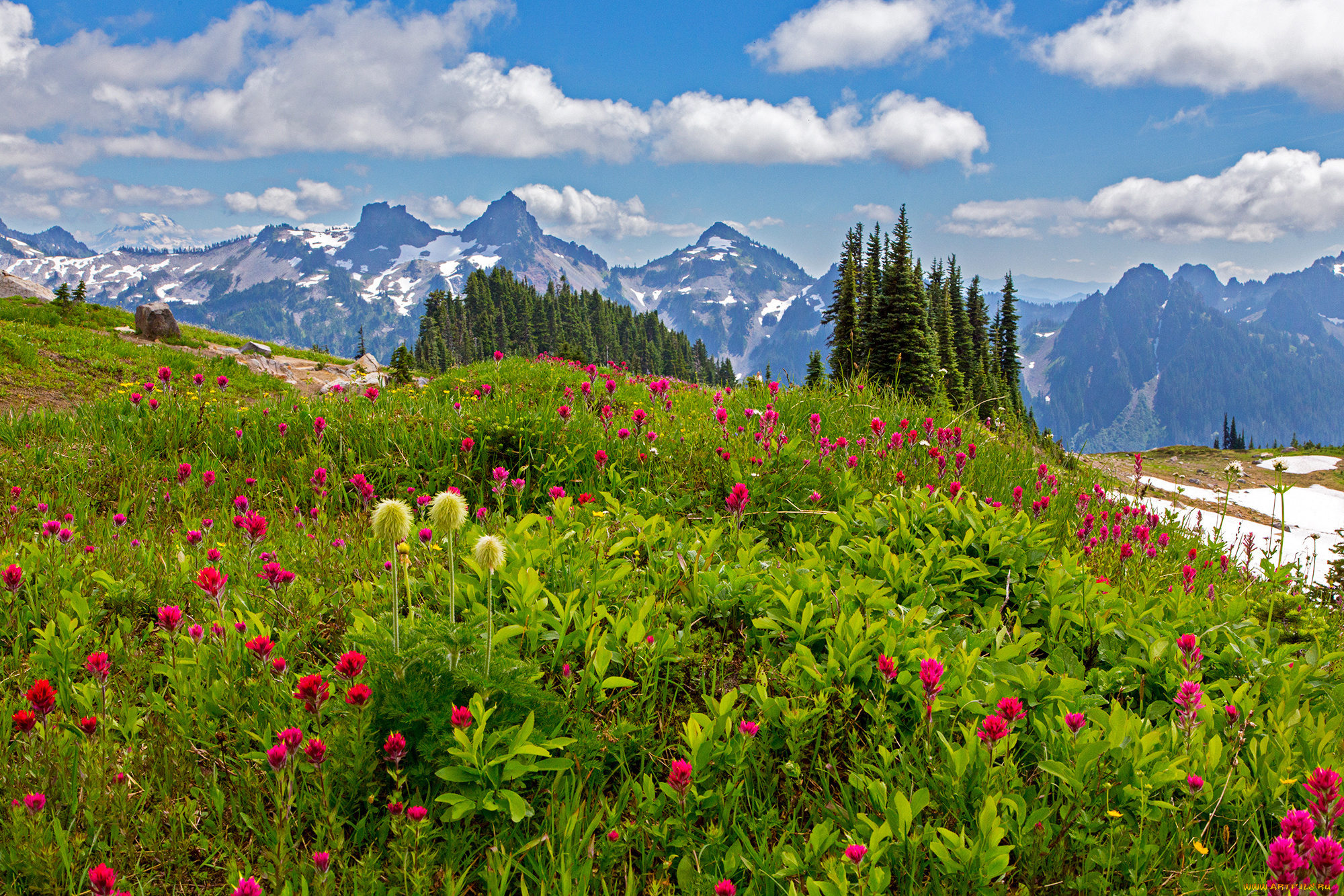 природа, луга, деревья, цветы, камни, облака, трава, вашингтон, сша, mount, rainier, national, park, горы, лужайка