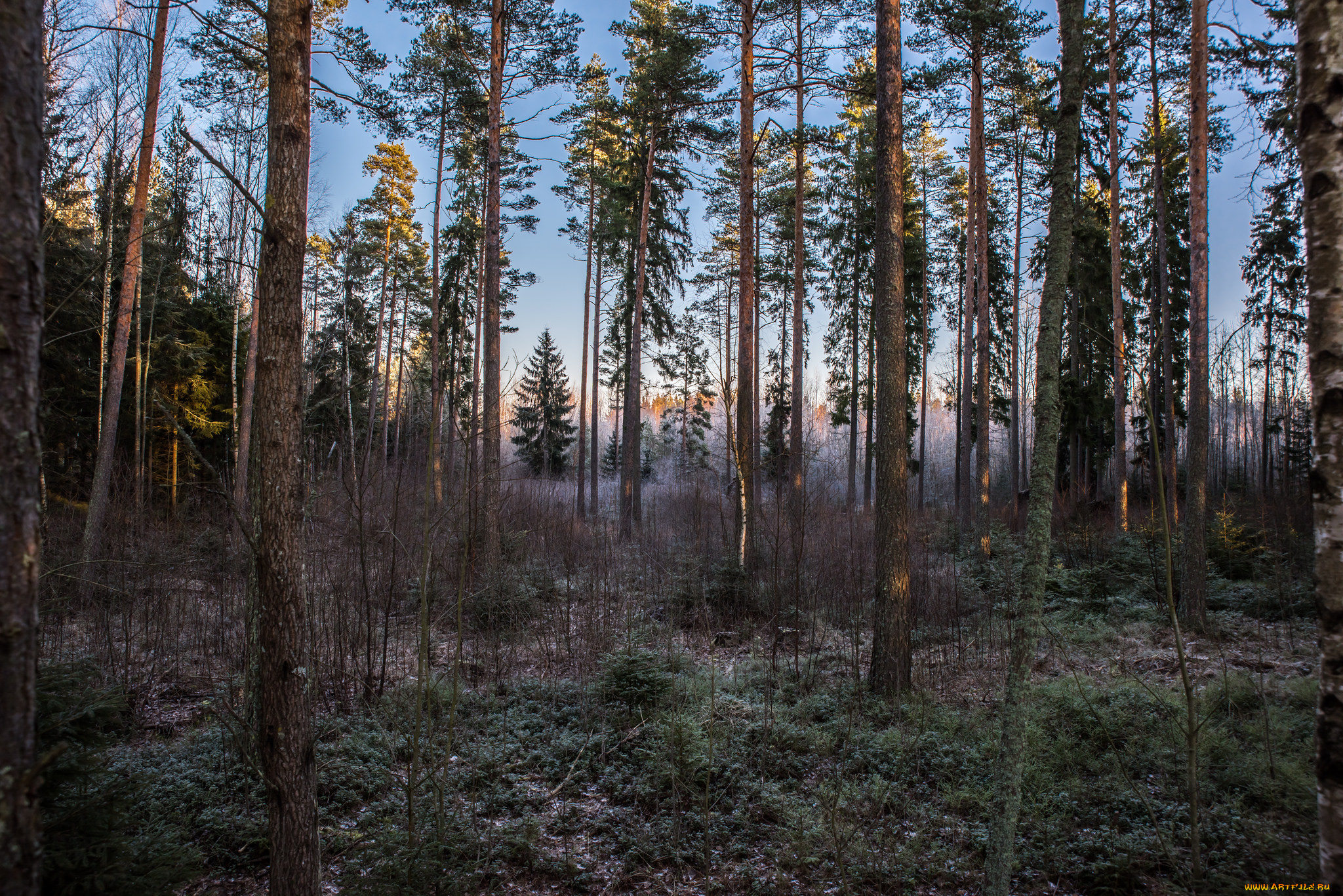 природа, лес, туман, ельник