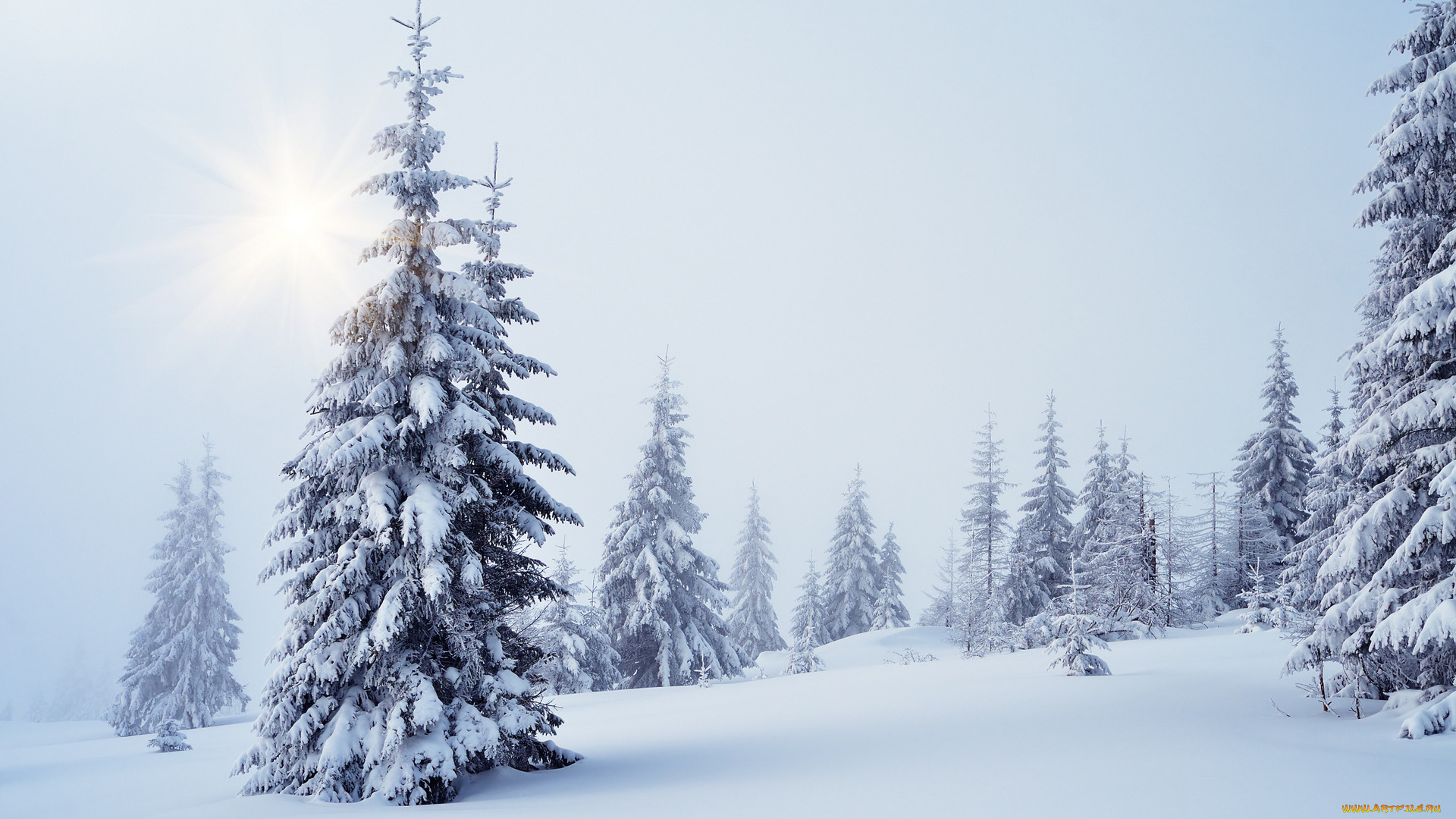 природа, зима, деревья, снег, ели