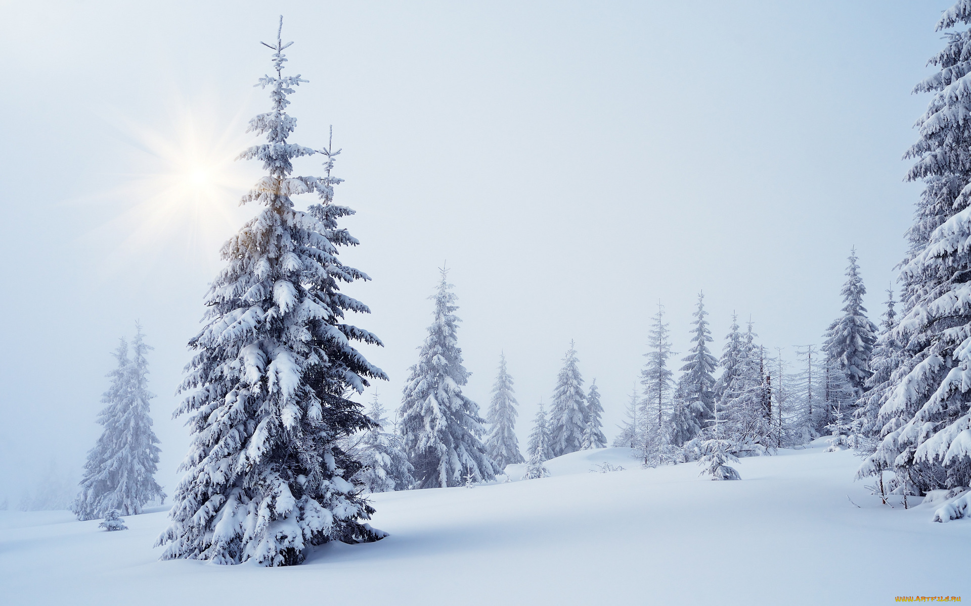 природа, зима, деревья, снег, ели