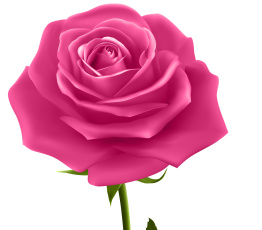 Картинка векторная+графика цветы+ flowers фон роза лепестки