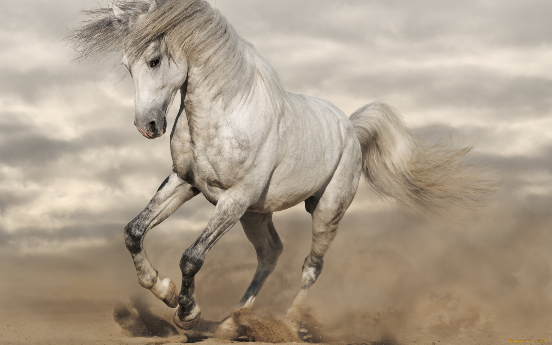 животные, лошади, конь, белый, пыль, песок, тучи