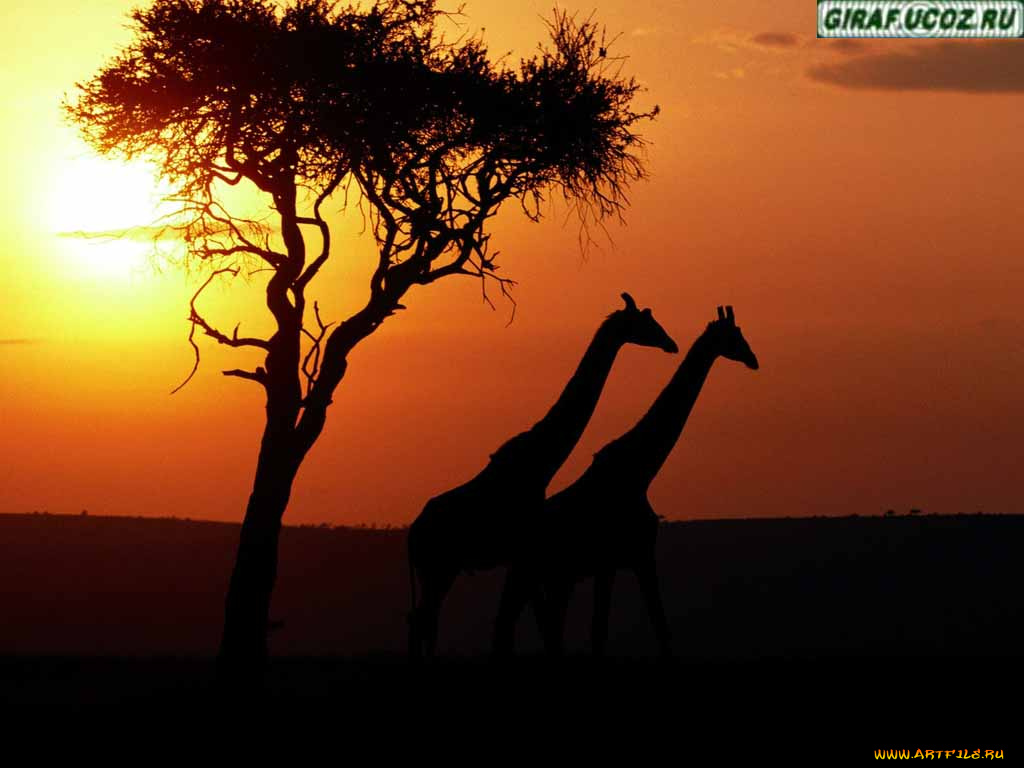 животные, жирафы