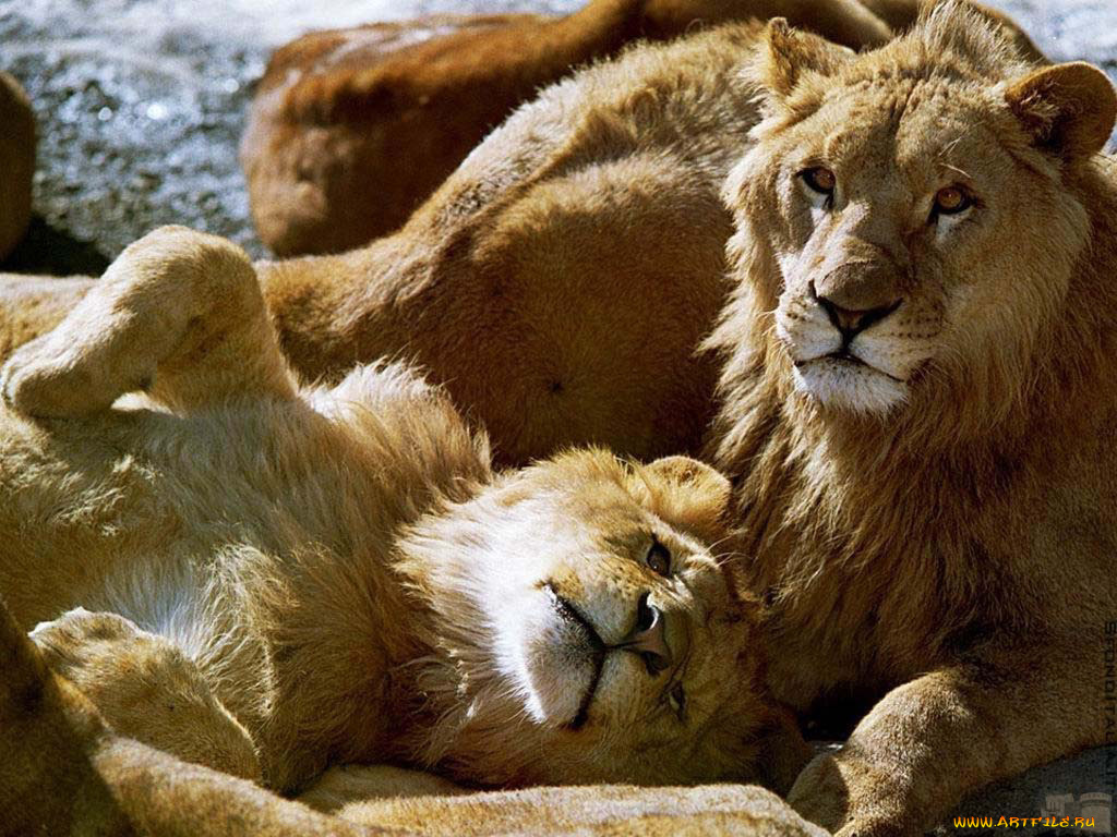животные, львы