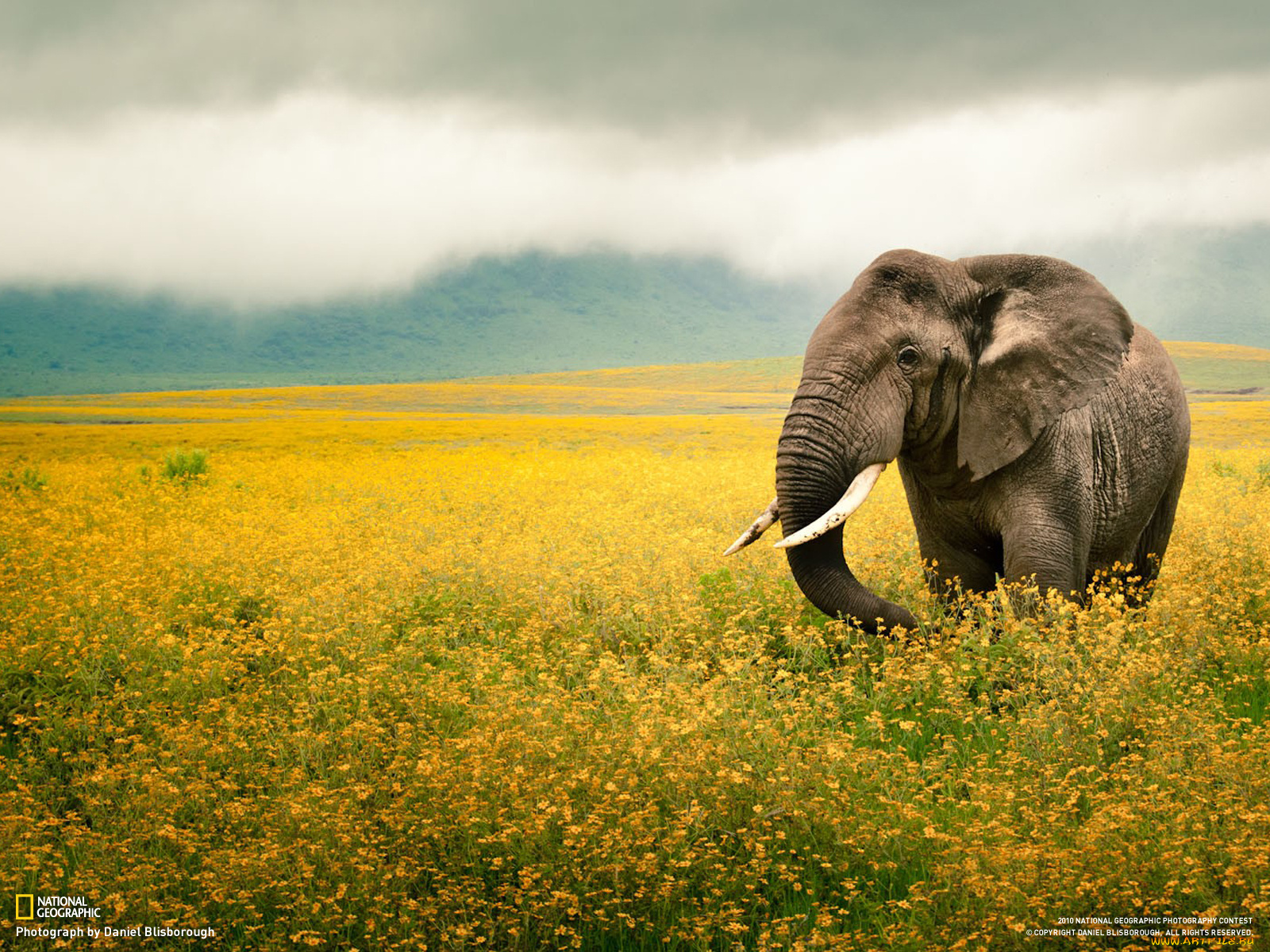 животные, слоны, слон, пейзаж