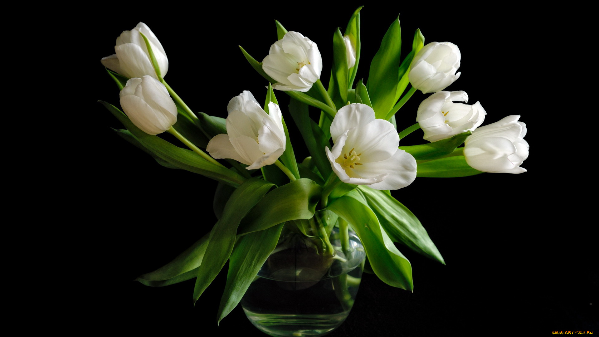 цветы, тюльпаны, ваза, белые