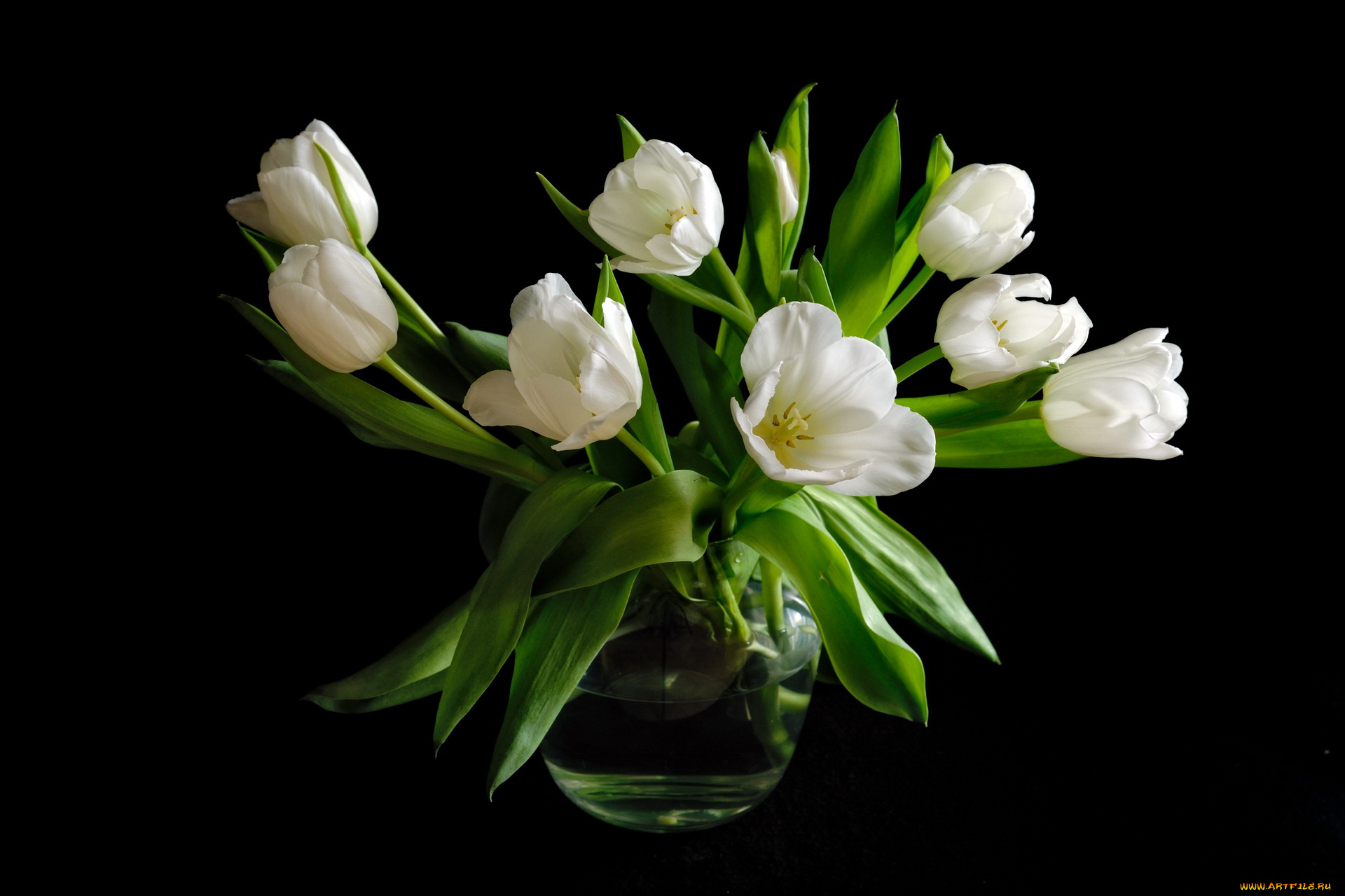 цветы, тюльпаны, ваза, белые
