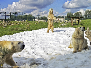 Картинка животные медведи медведь снег