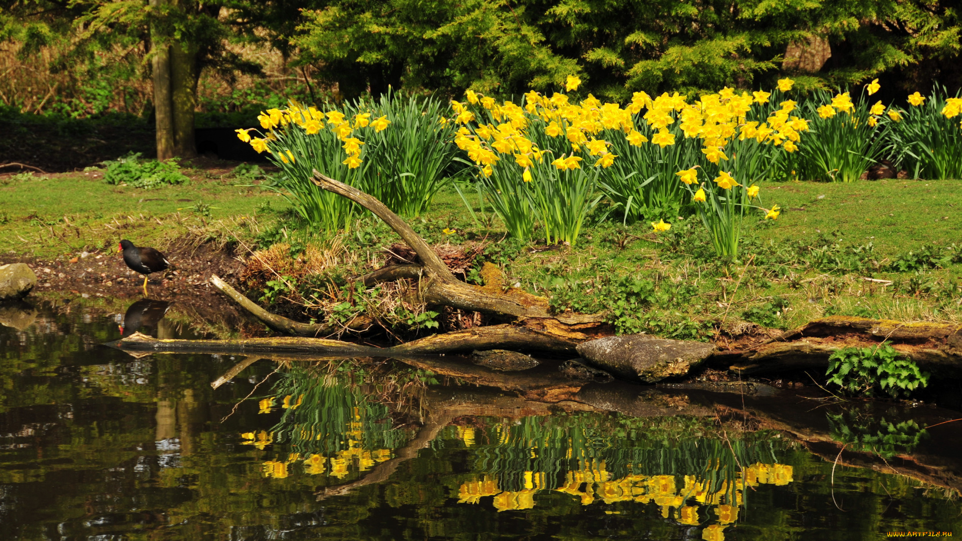 horwich, англия, природа, парк, цветы, ручей, растения