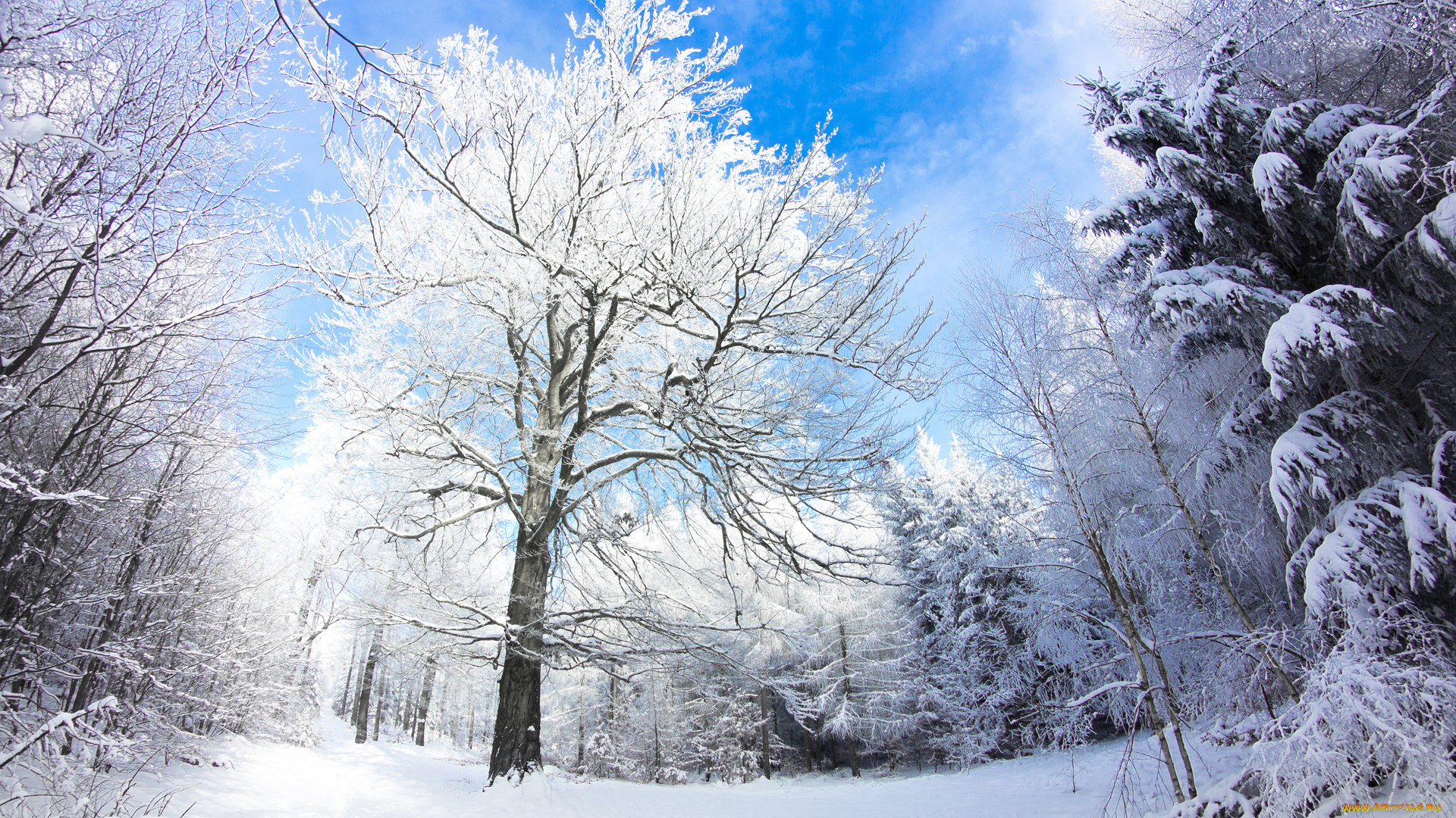 природа, зима, германия, лес, снег, небо, деревья, felix, schmidt, photography
