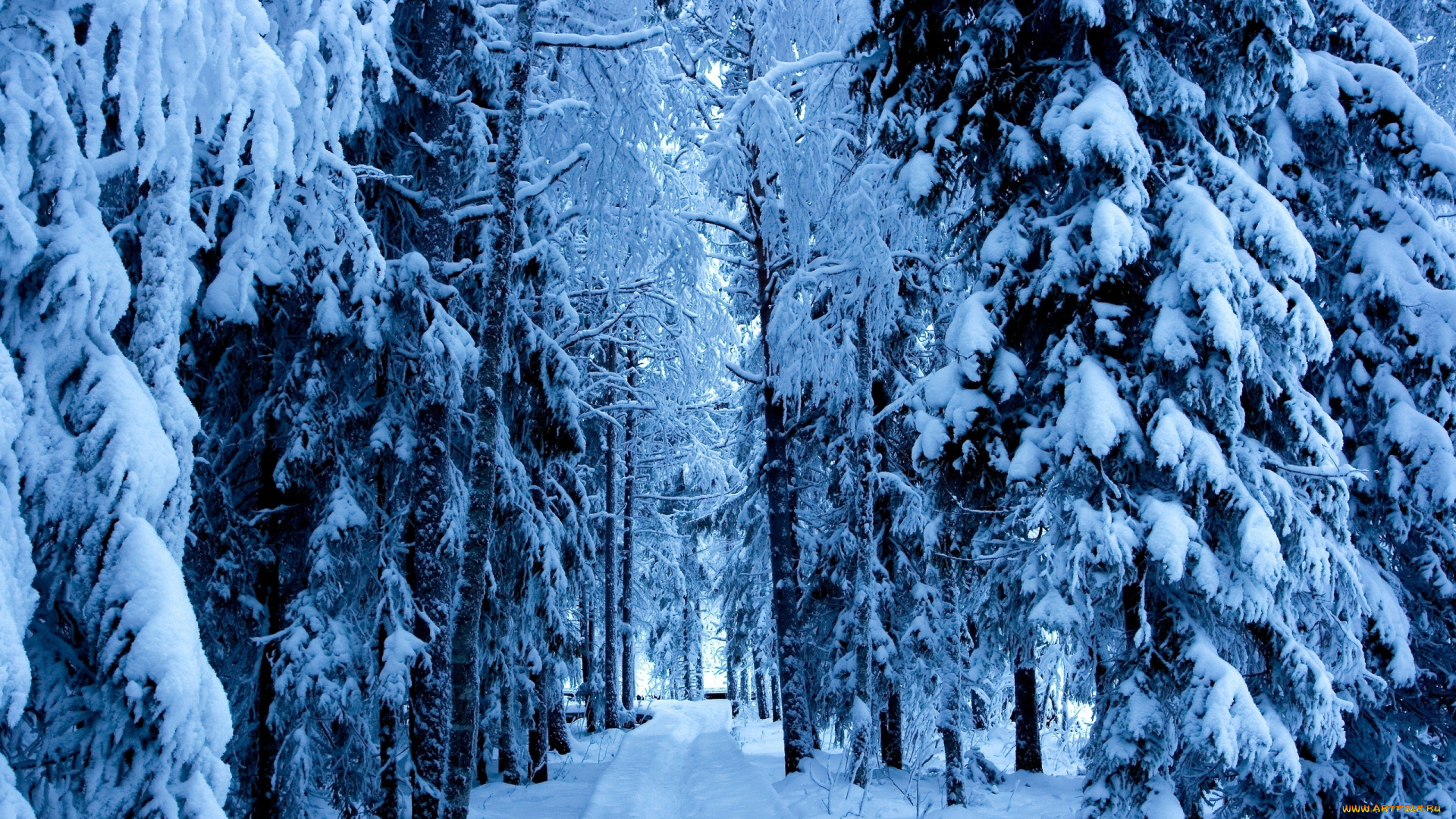 природа, зима, снег, ели, дорога