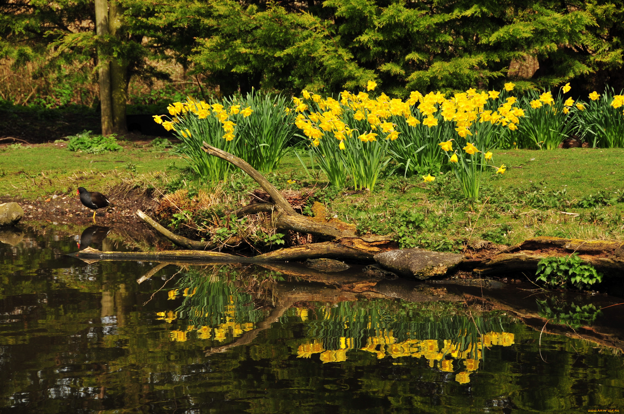 horwich, англия, природа, парк, цветы, ручей, растения