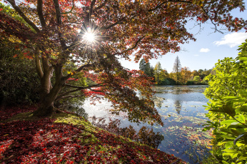 Картинка природа реки озера дерево солнце вода осень