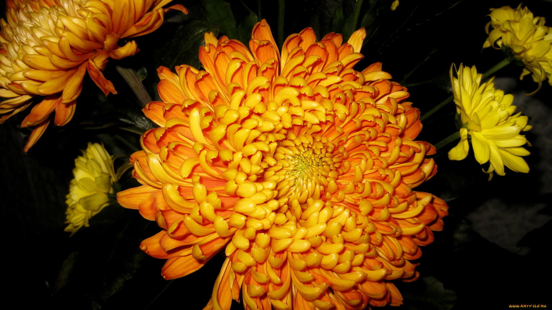цветы, хризантемы, оранжевые