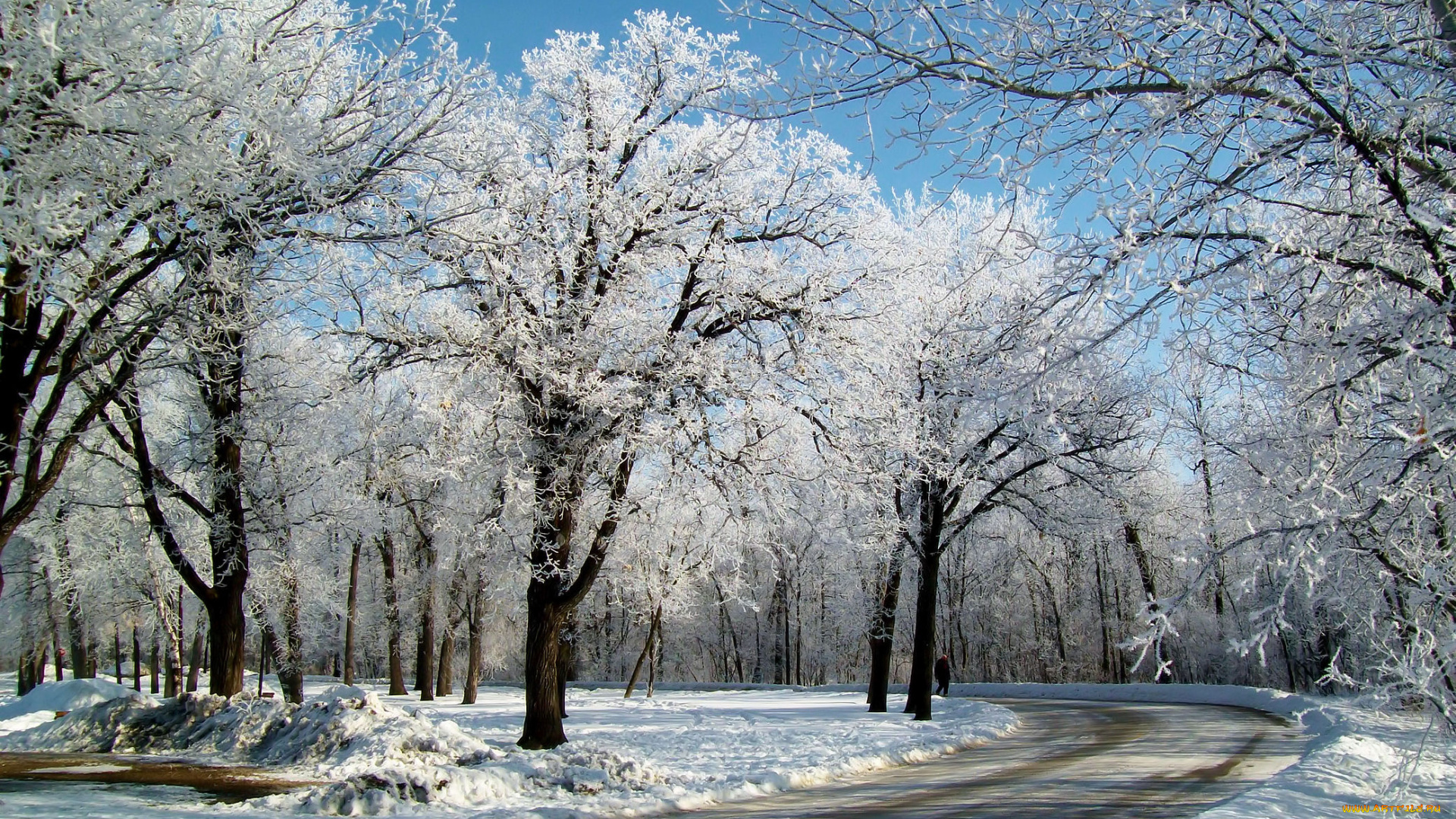 природа, другое, дорога, деревья, зима