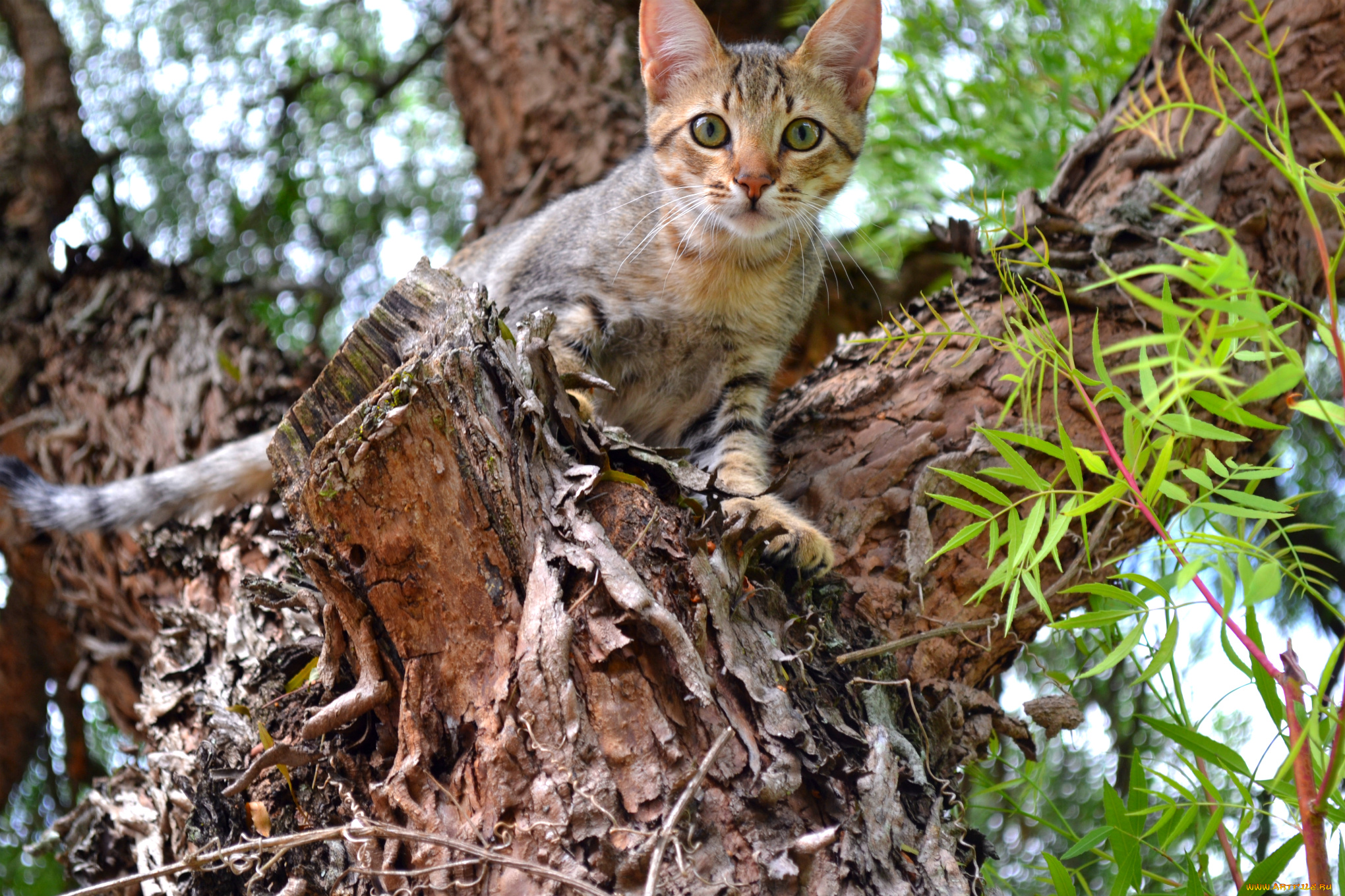 животные, коты, кот