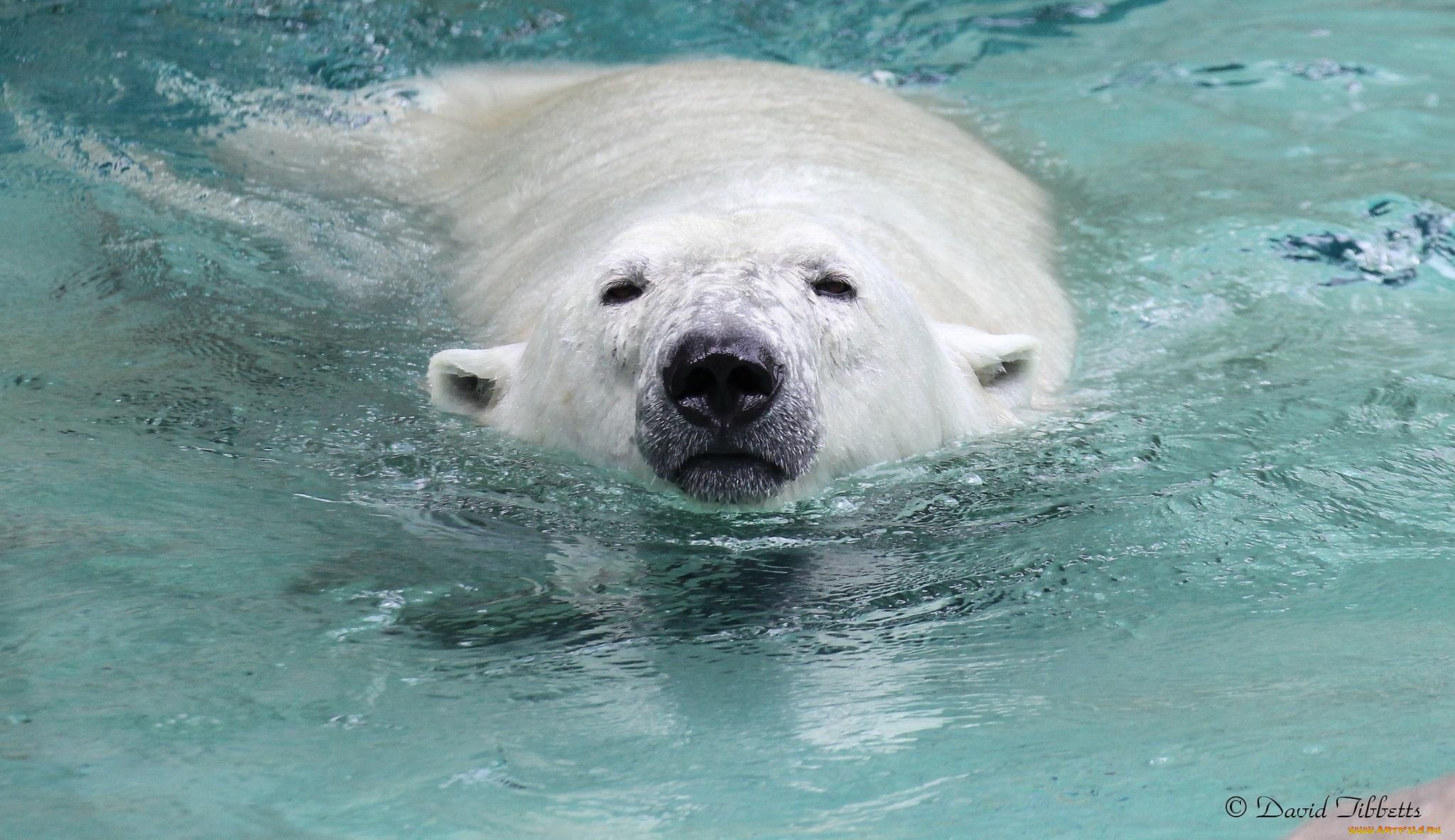 животные, медведи, заплыв, вода, морда, полярный, купание, белый, медведь