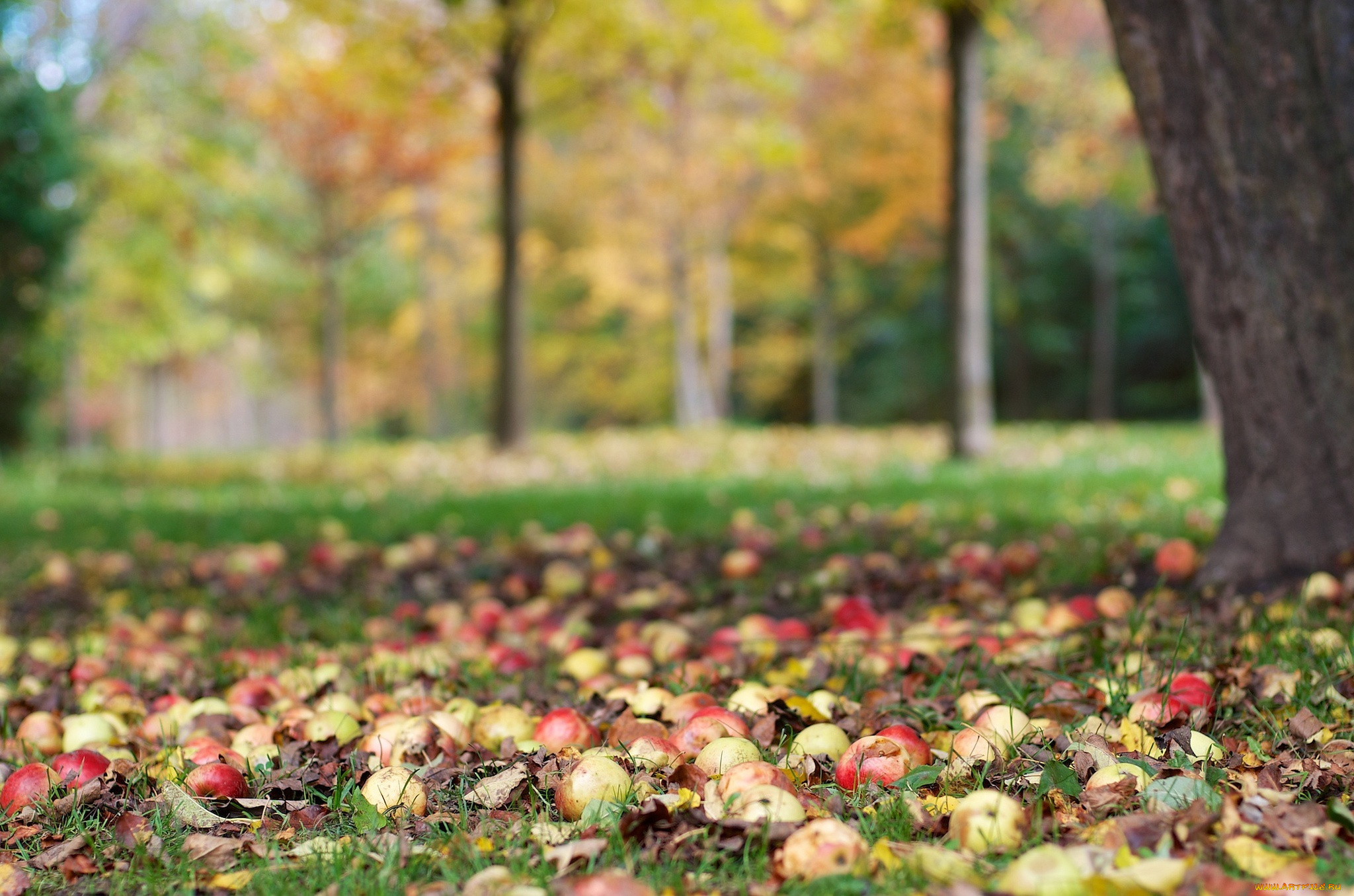 природа, плоды, дерево, осень, урожай, яблоки