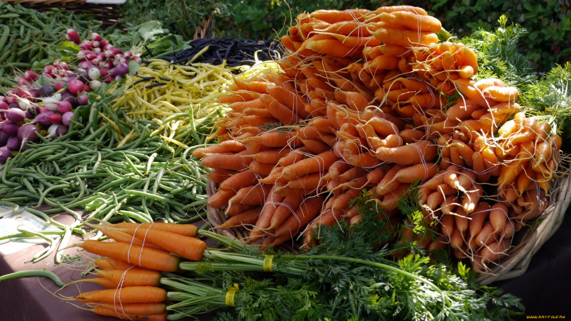 еда, морковь, урожай