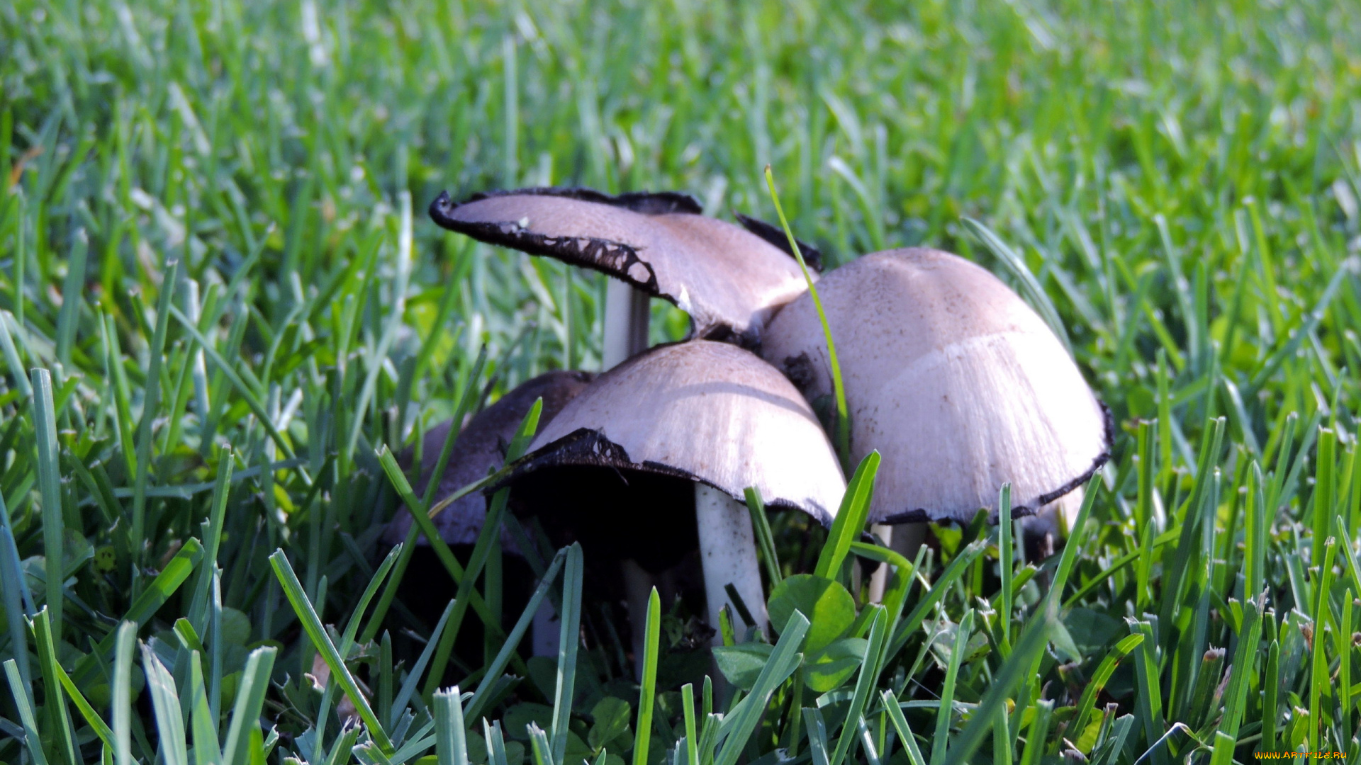 природа, грибы, трио, шляпки, трава