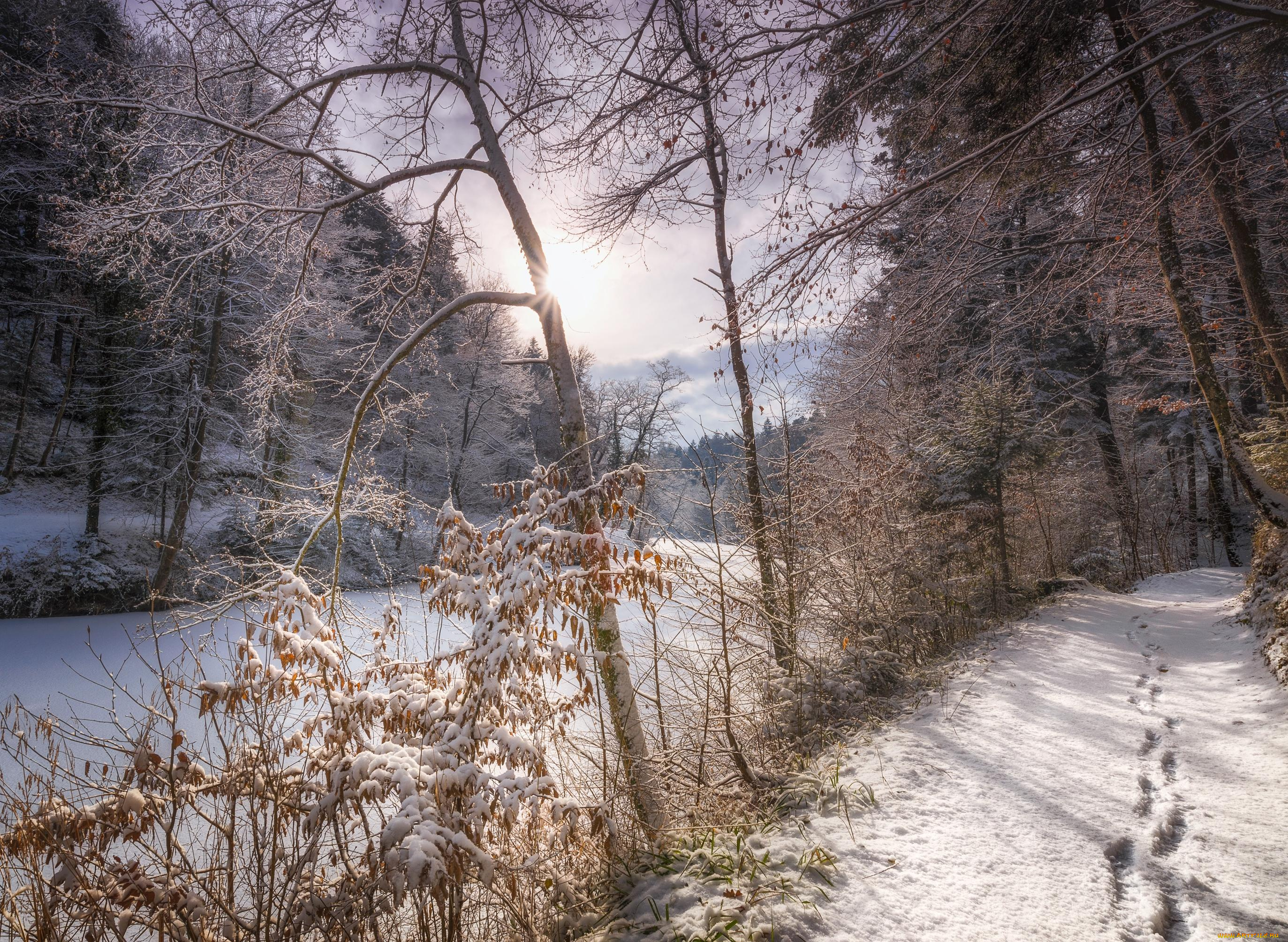 природа, зима, деревья, лес, дорога, река