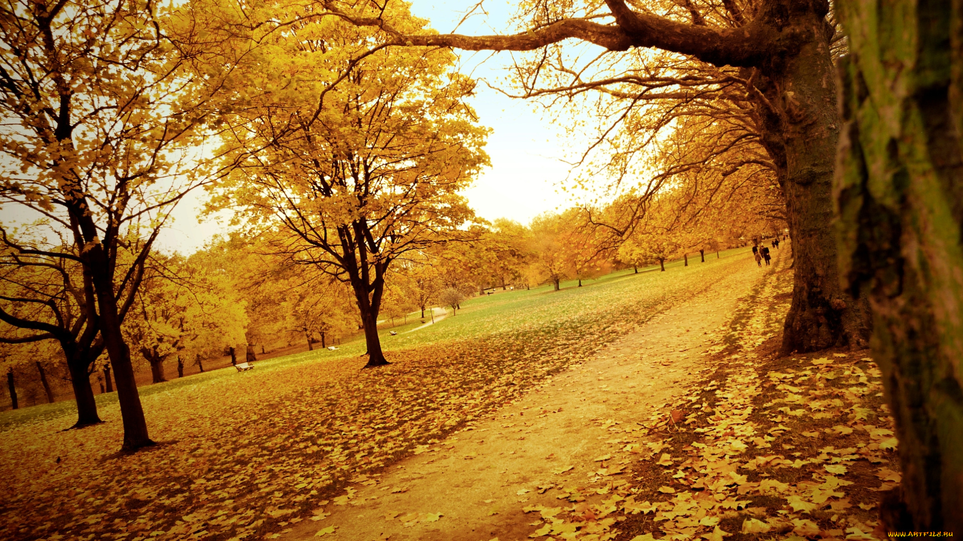 природа, парк, осень, листья, деревья, дорожки