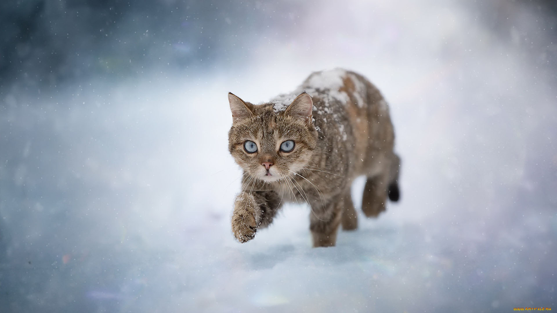 животные, коты, черно-коричневый, кот, снег, снегопад