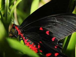 Бабочка с черно-красными крыльями скачать