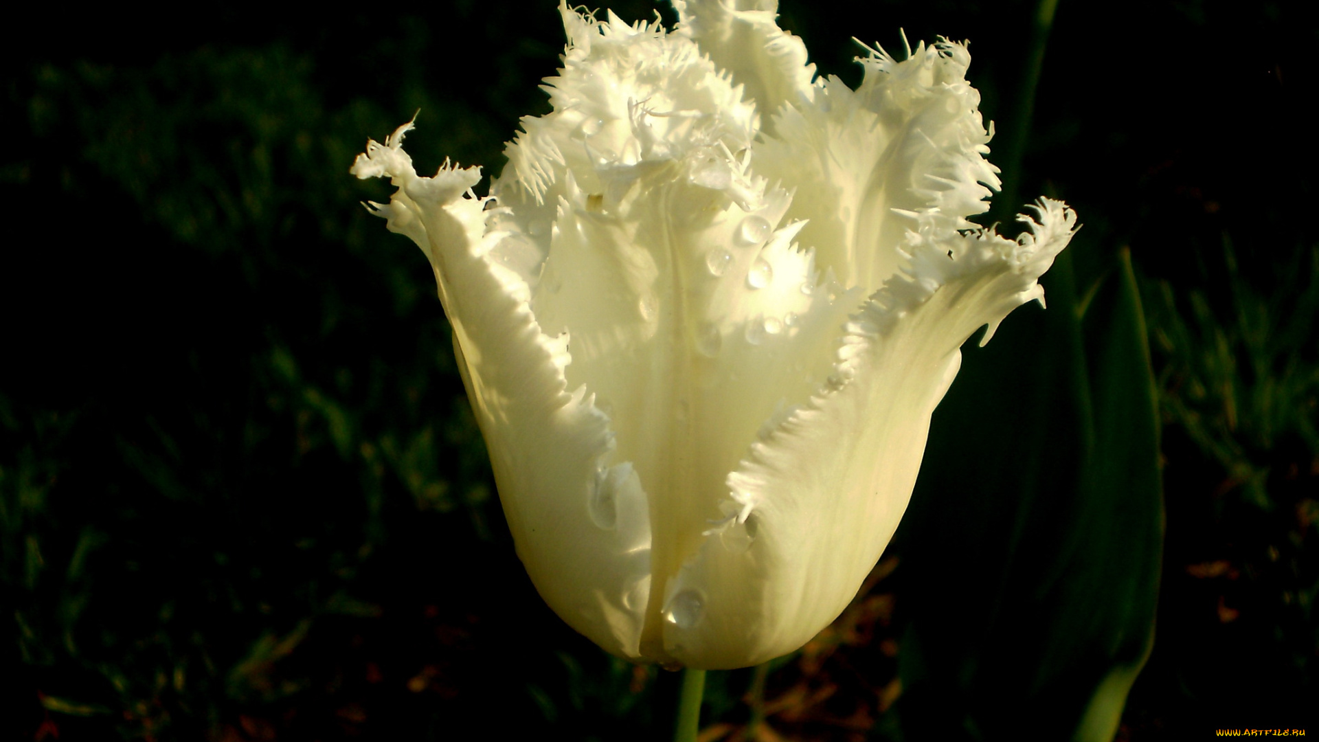 цветы, тюльпаны, капли, махровый, белый