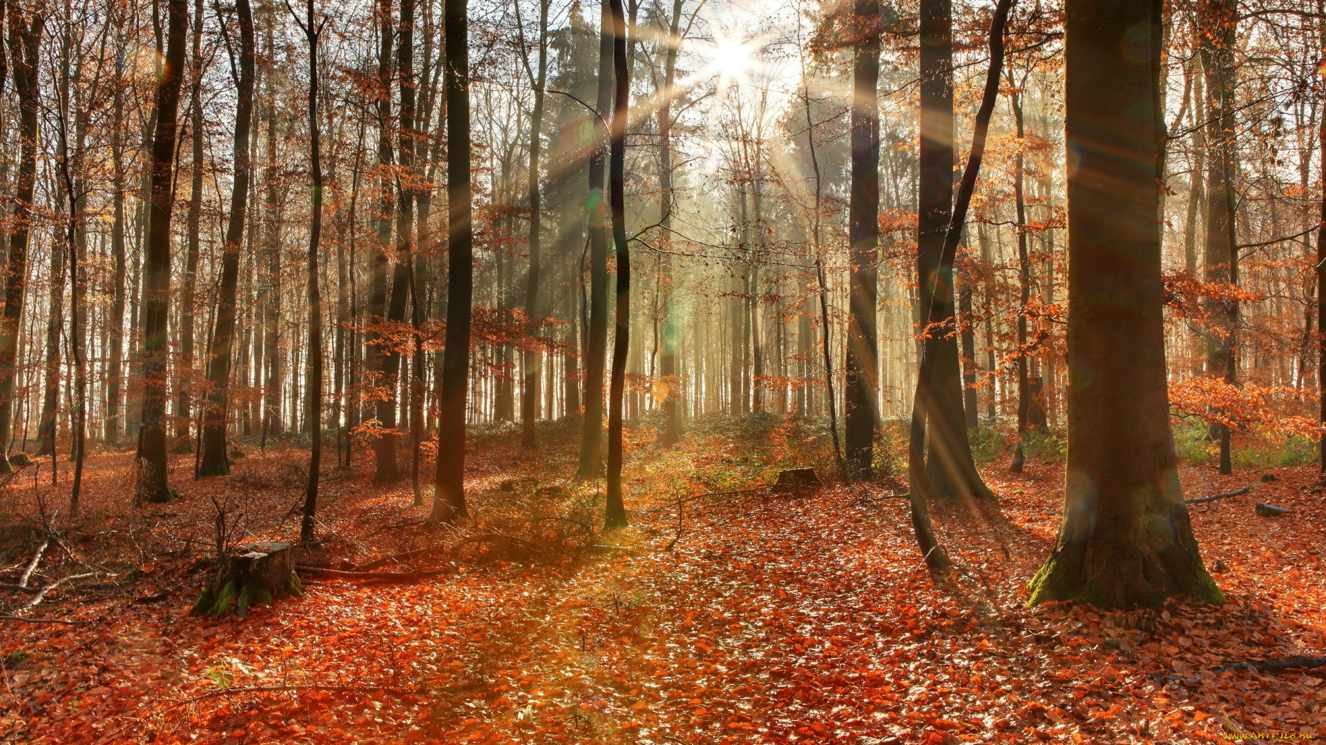 природа, лес, осень, деревья