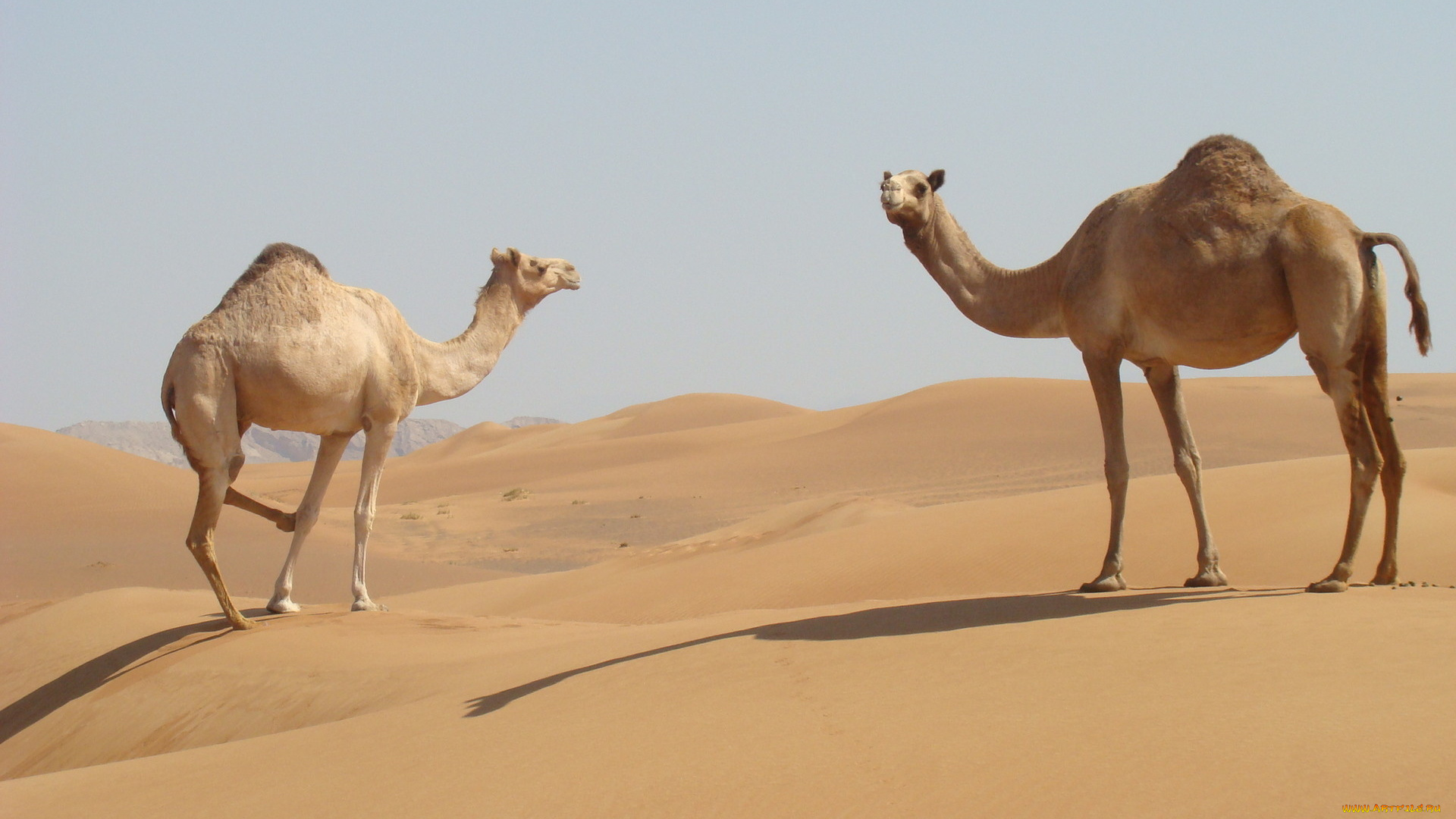 животные, верблюды, пустыня, песок
