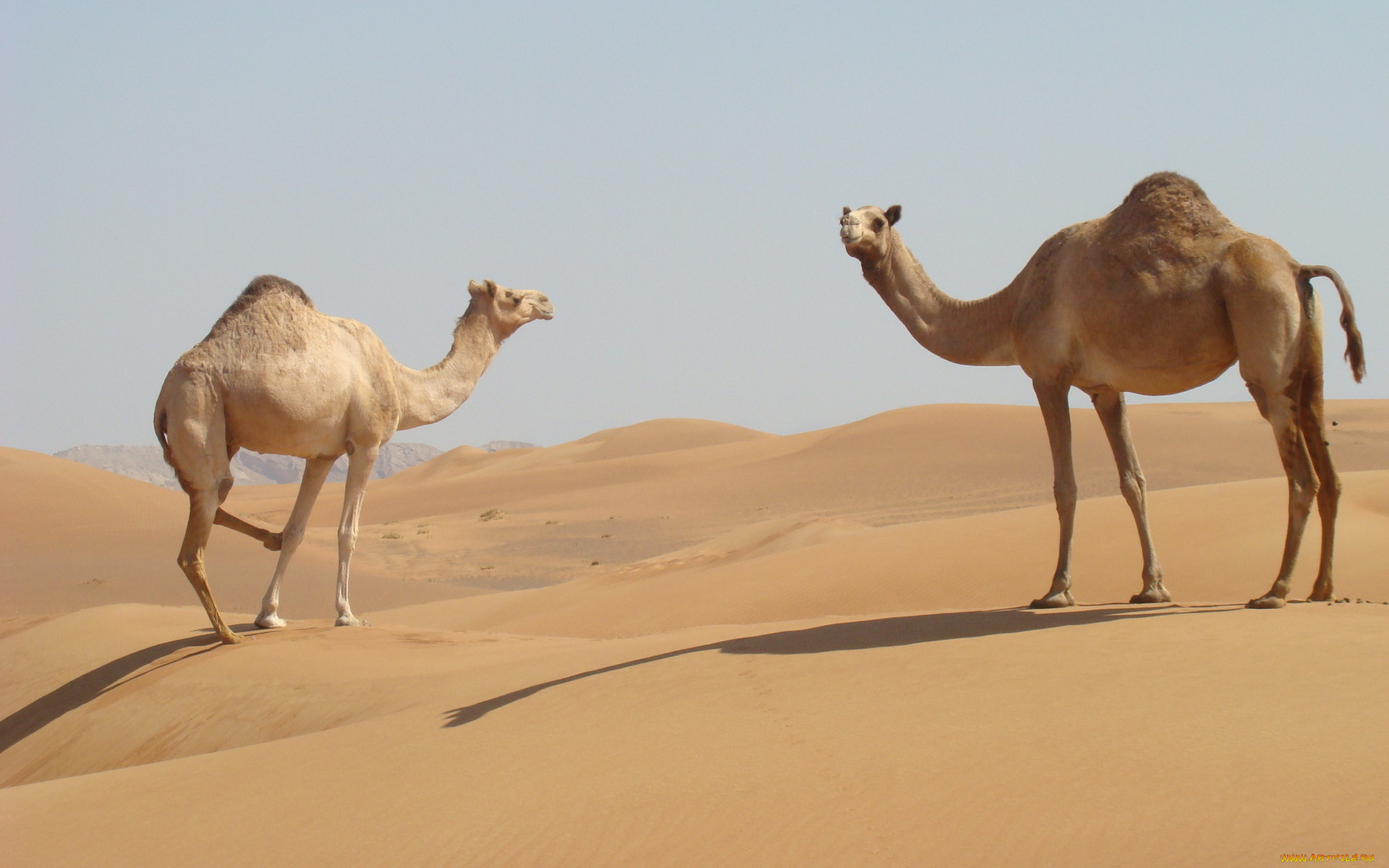 животные, верблюды, пустыня, песок