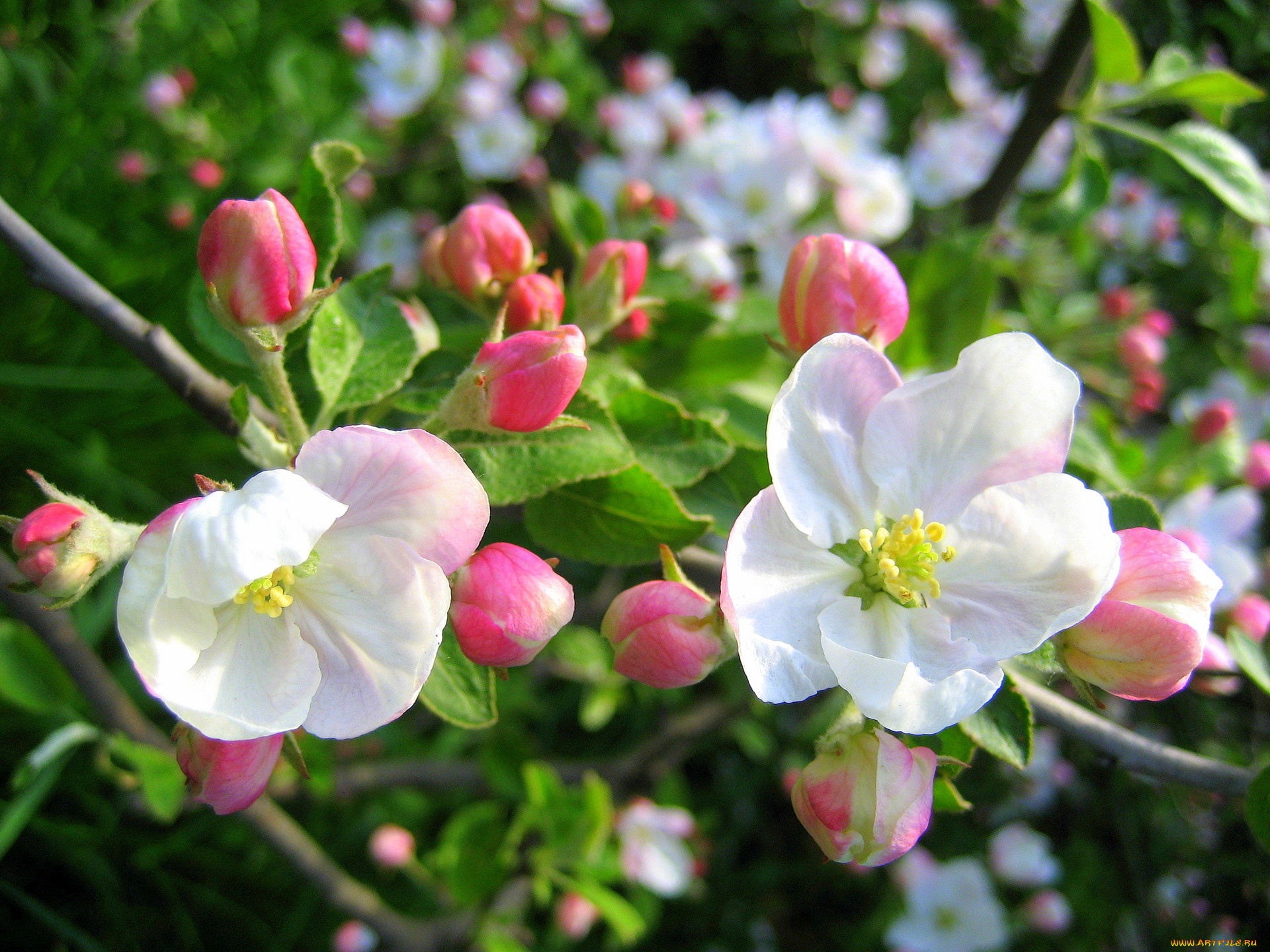 цветы, цветущие, деревья, кустарники, весна, яблоня, розовыбелый