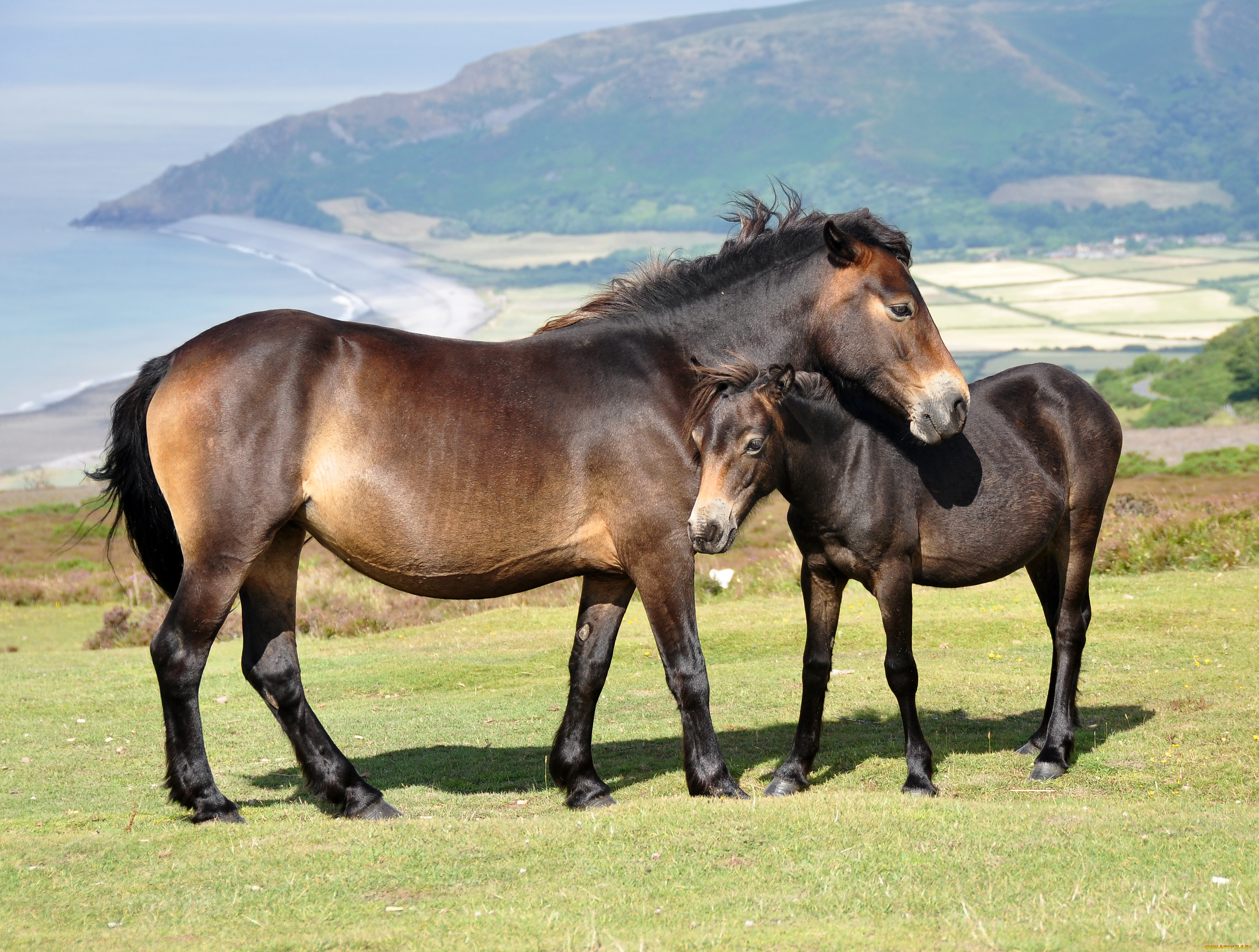 Жылқы. Exmoor Pony. Эксмурский пони. Дикие лошади. Лошадь с жеребенком.