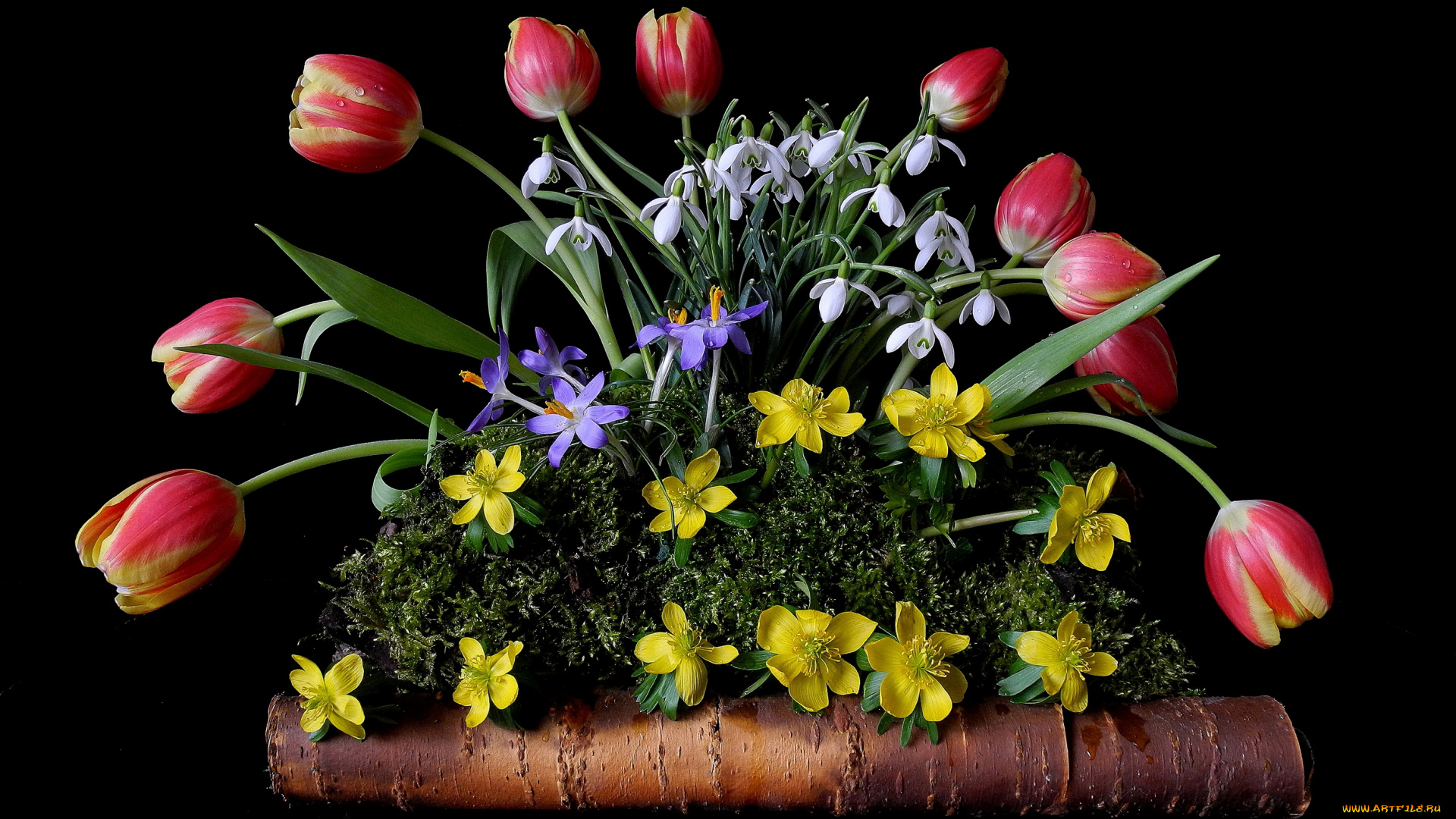 цветы, разные, вместе, подснежники, лютики, крокусы, тюльпаны, мох, береста, композиция