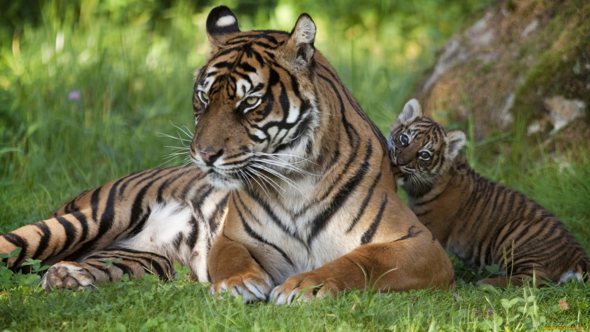 животные, тигры, кошки, трава, семья, малыш, тигренок, тигр