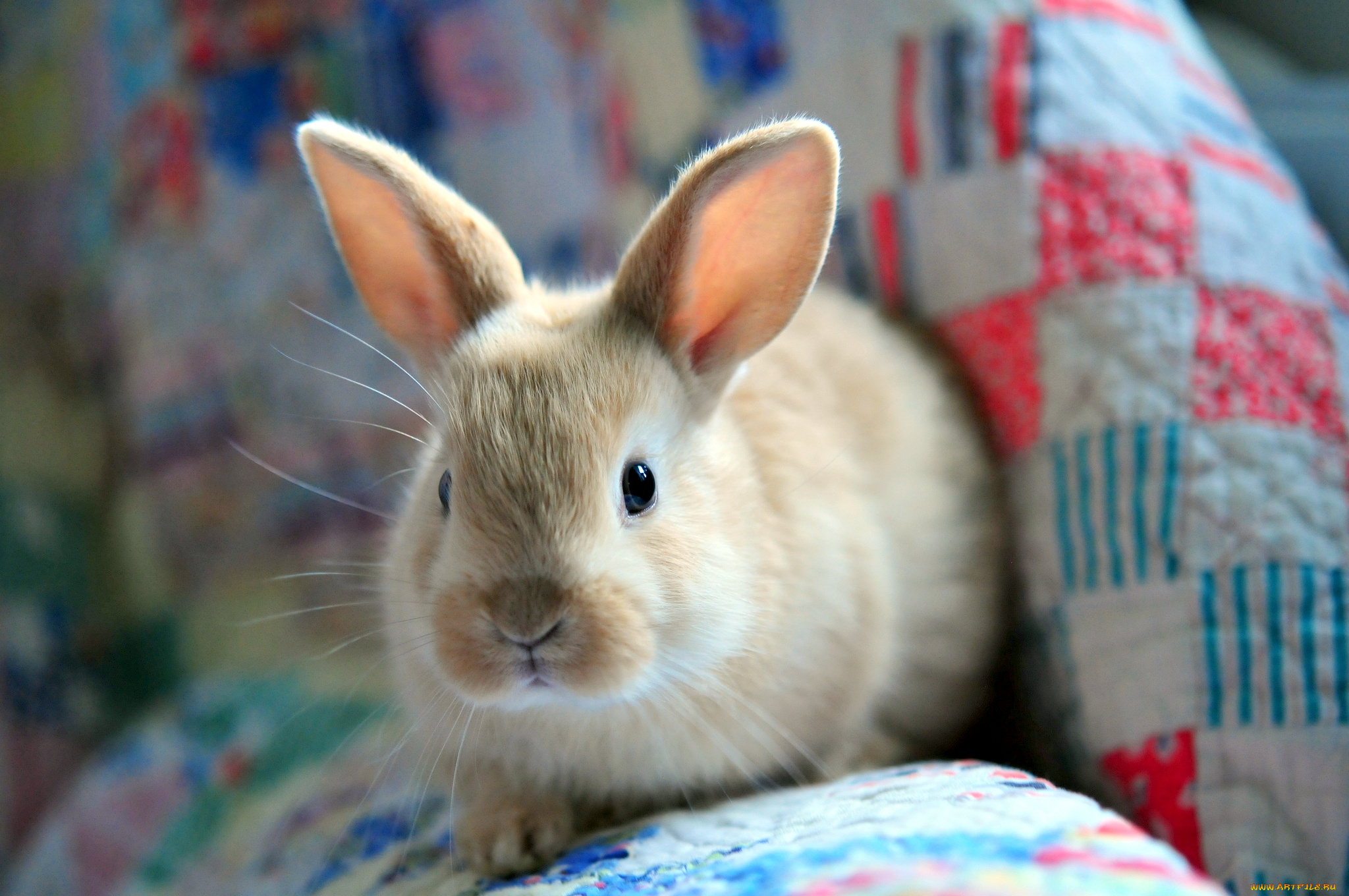 Bunny rabbits. Кролики. Кролик фото. Заяц домашний. Декоративный кролик.