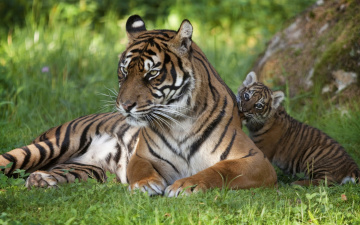 Картинка животные тигры кошки трава семья малыш тигренок тигр