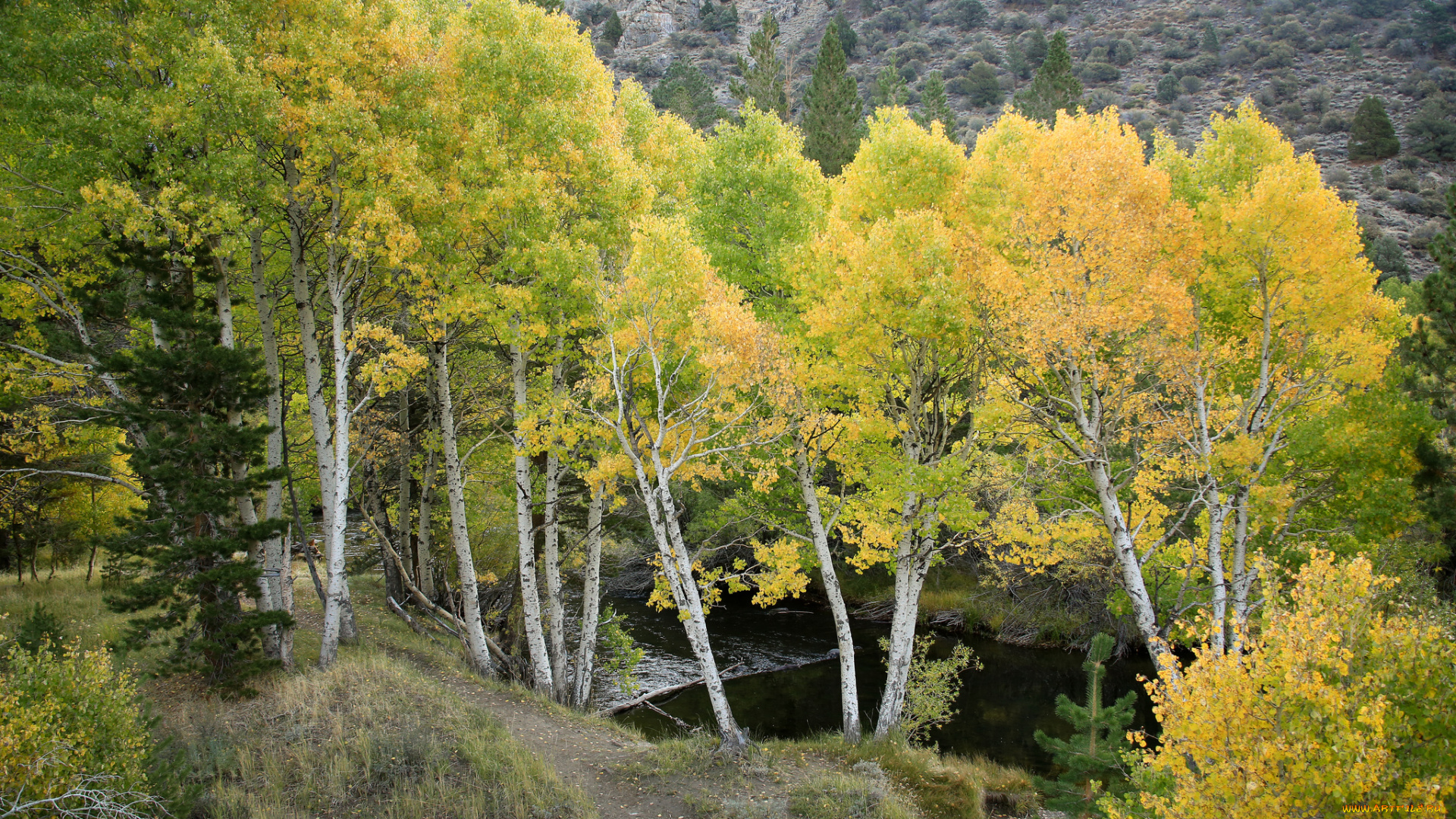 природа, деревья, осень, река, лес