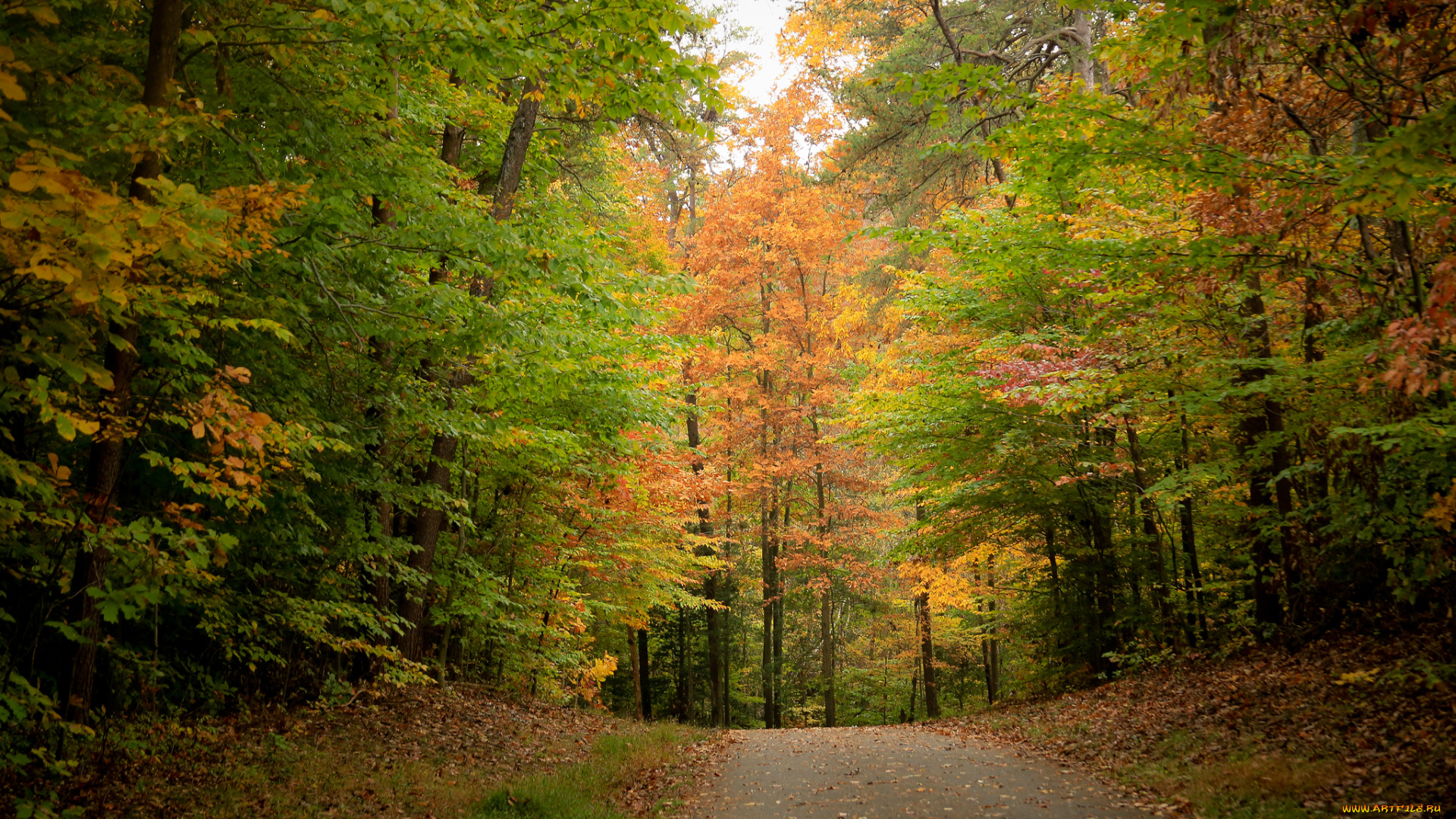 природа, дороги, листва, дорога, лес, осень