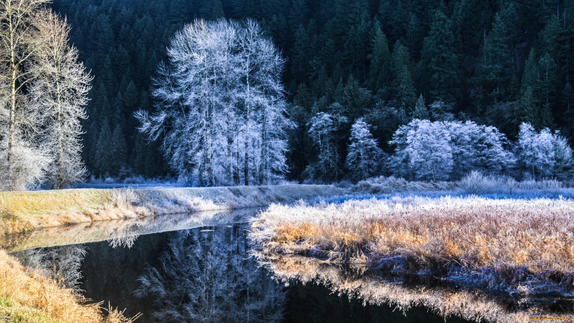 природа, зима, деревья, река, иней